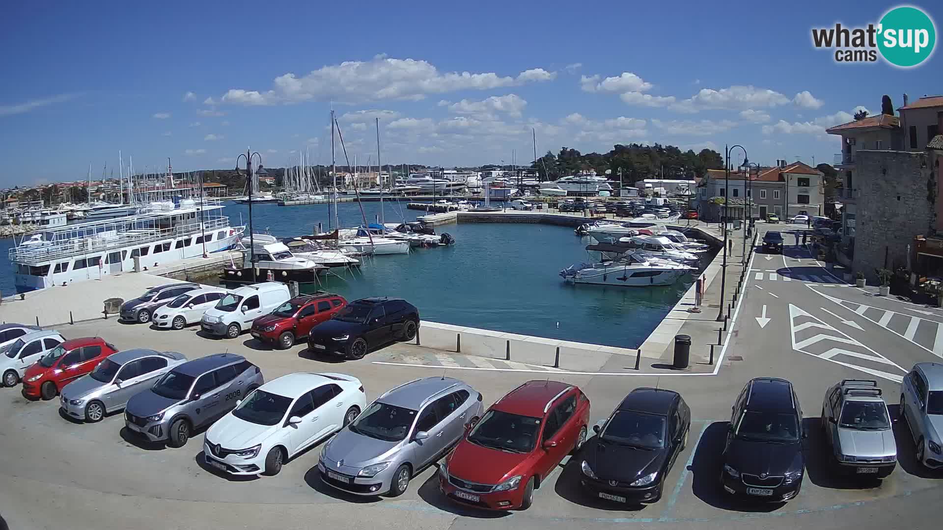 Novigrad | Porporela marina