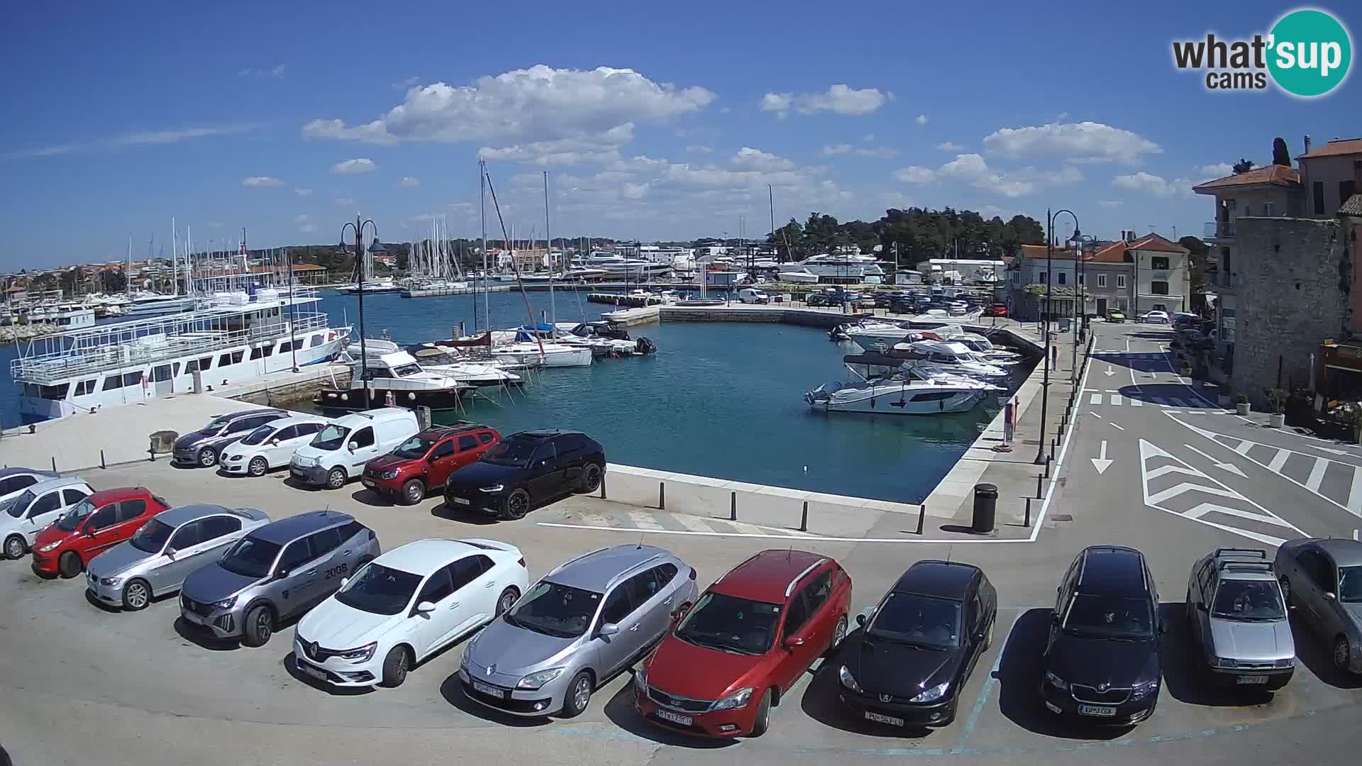 Novigrad | Porporela marina