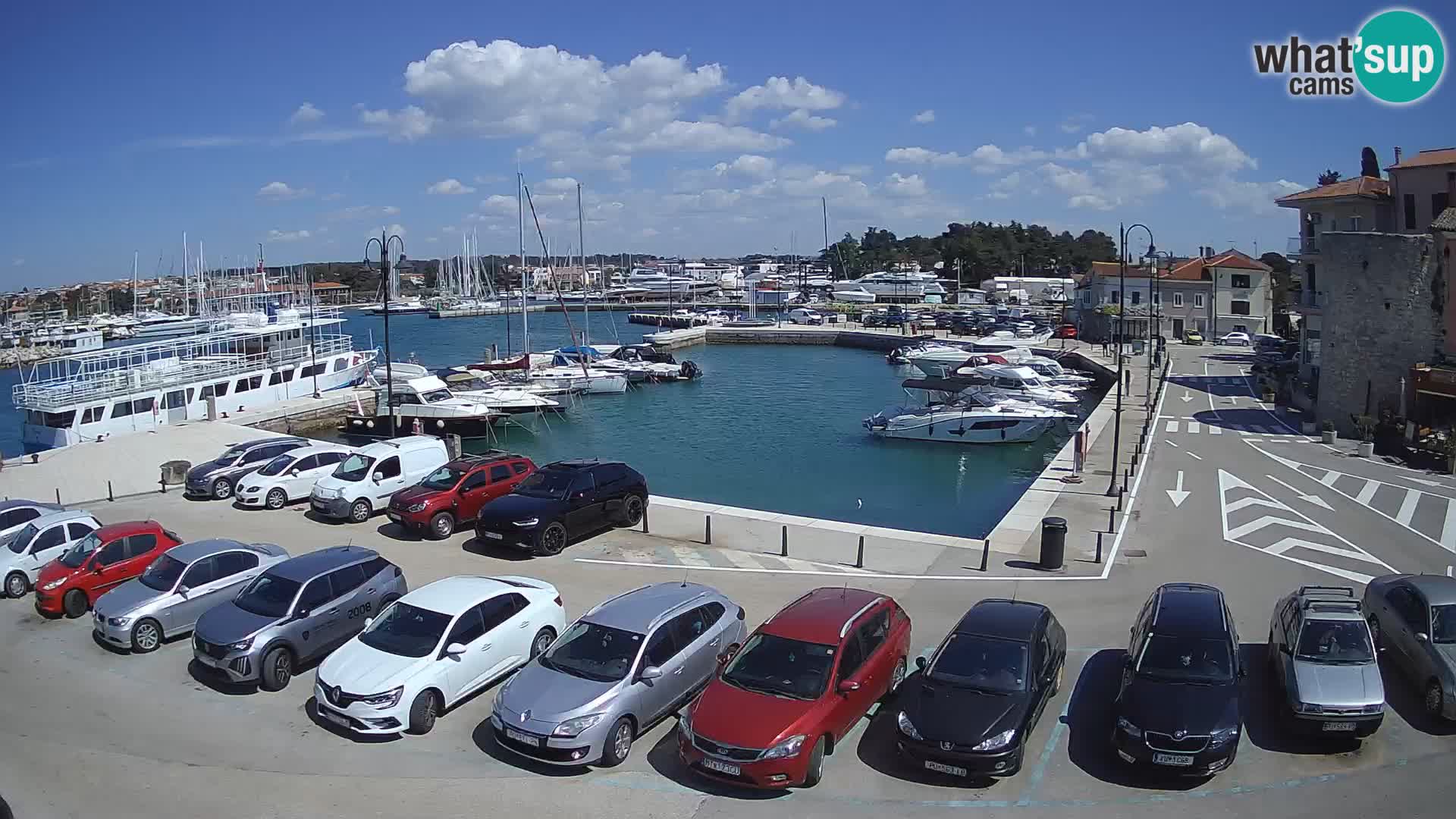 Novigrad | Porporela marina