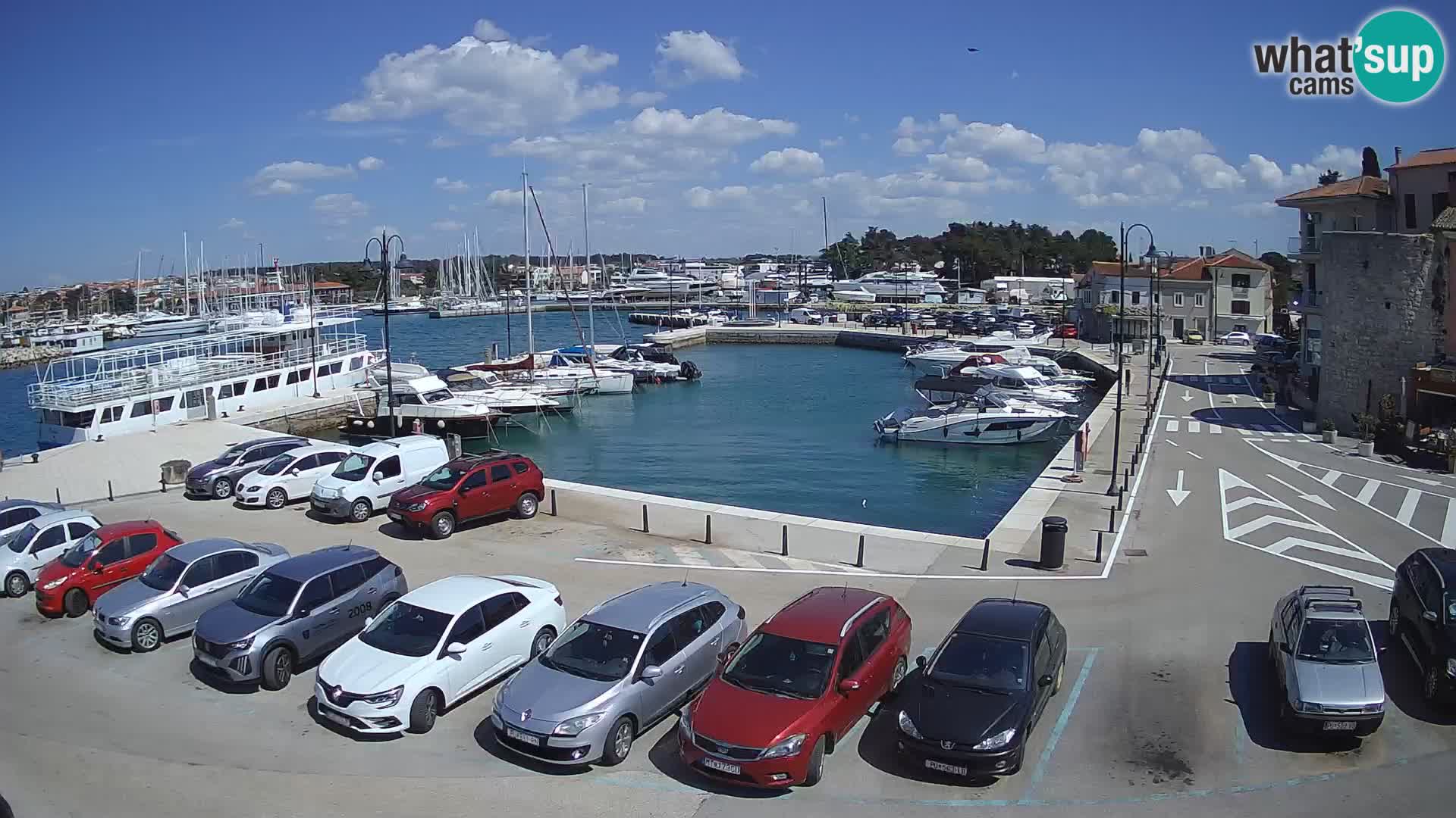 Novigrad | Porporela marina