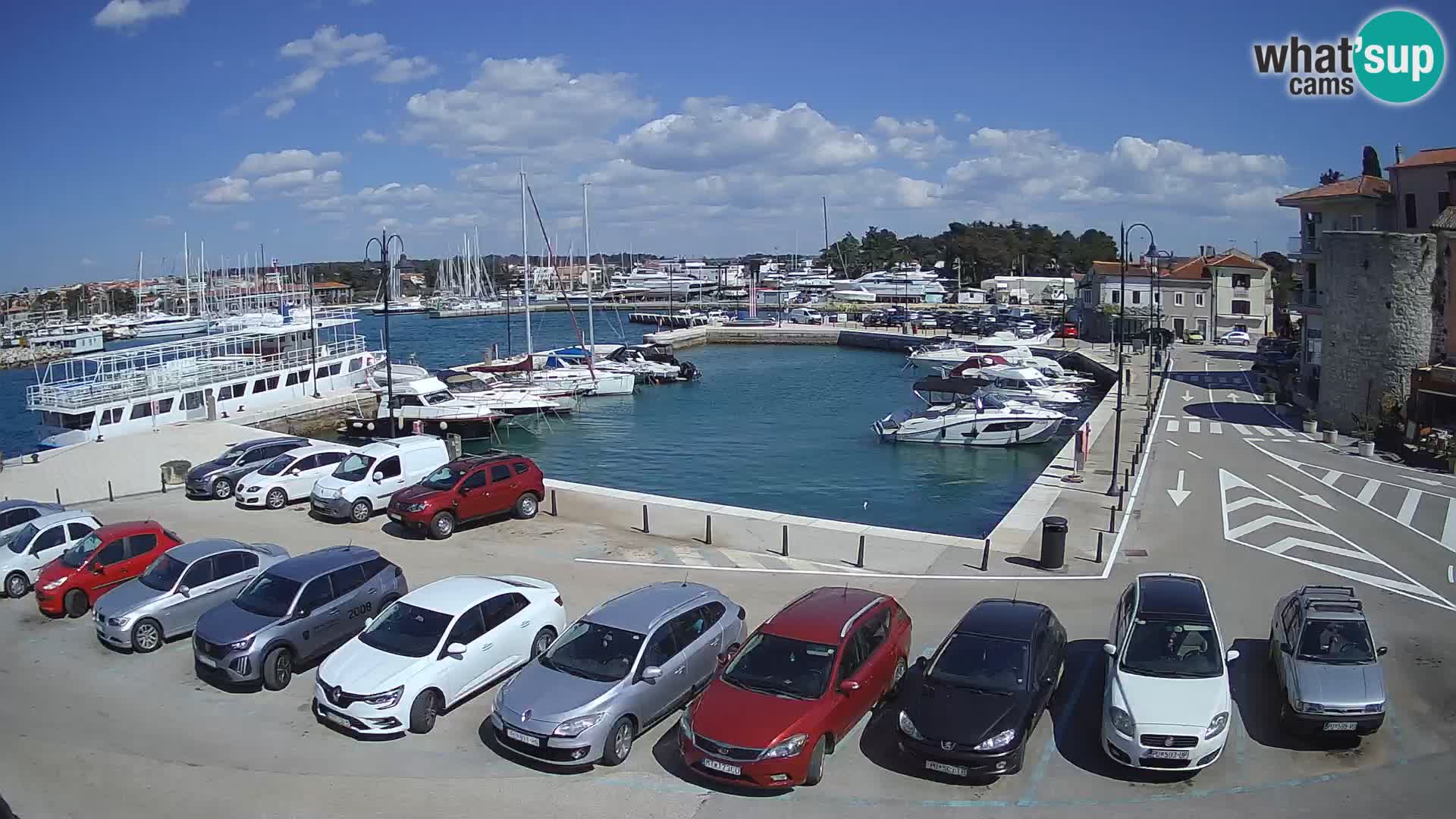 Novigrad | Porporela marina