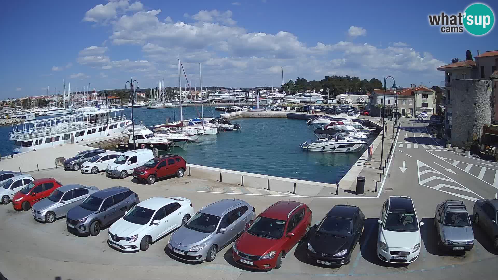 Novigrad | Porporela marina