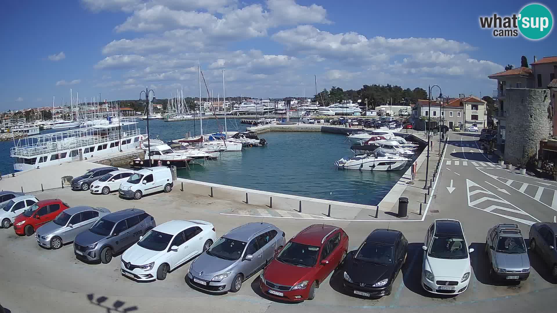 Novigrad | Porporela marina