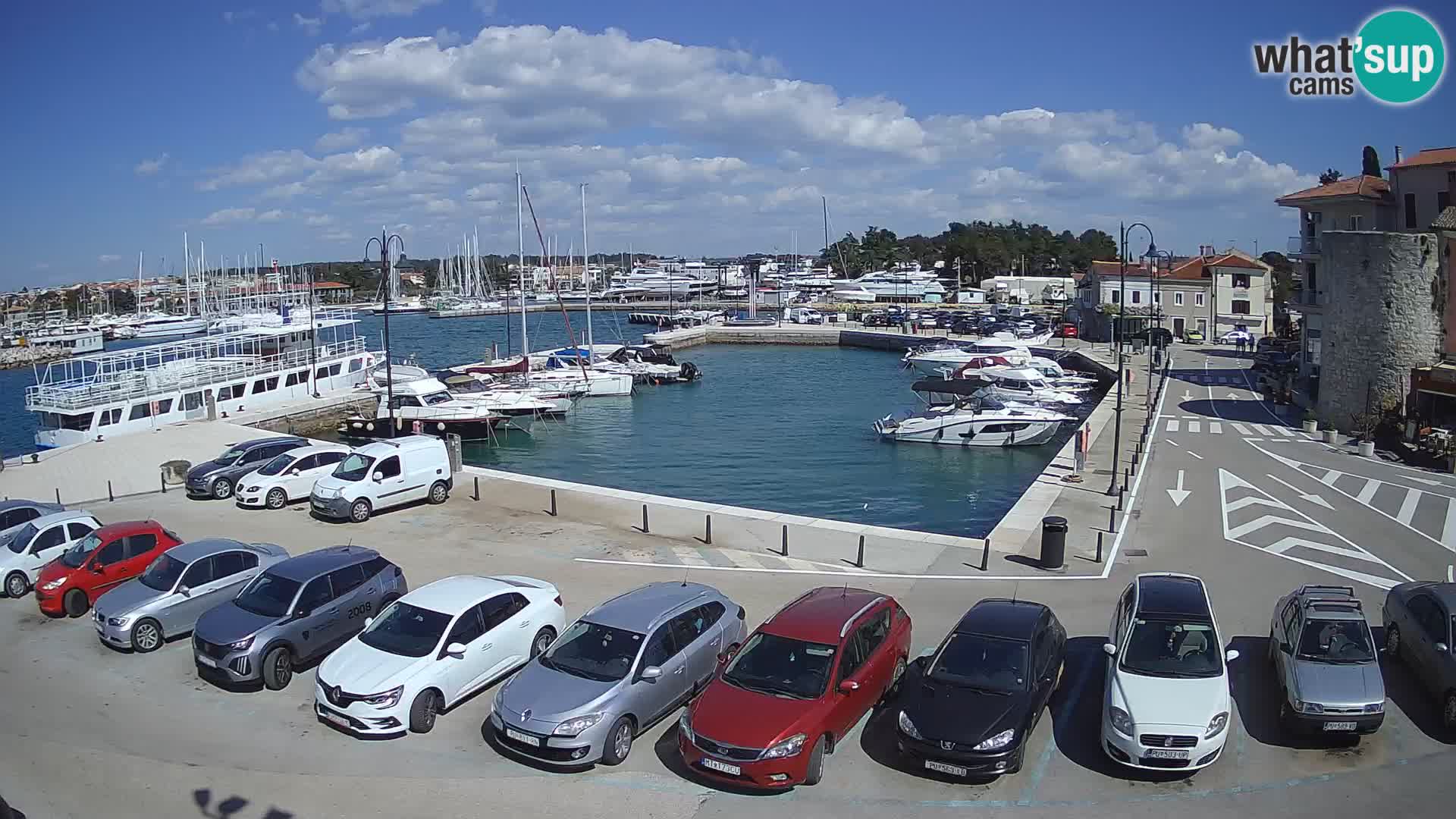 Novigrad | Porporela marina