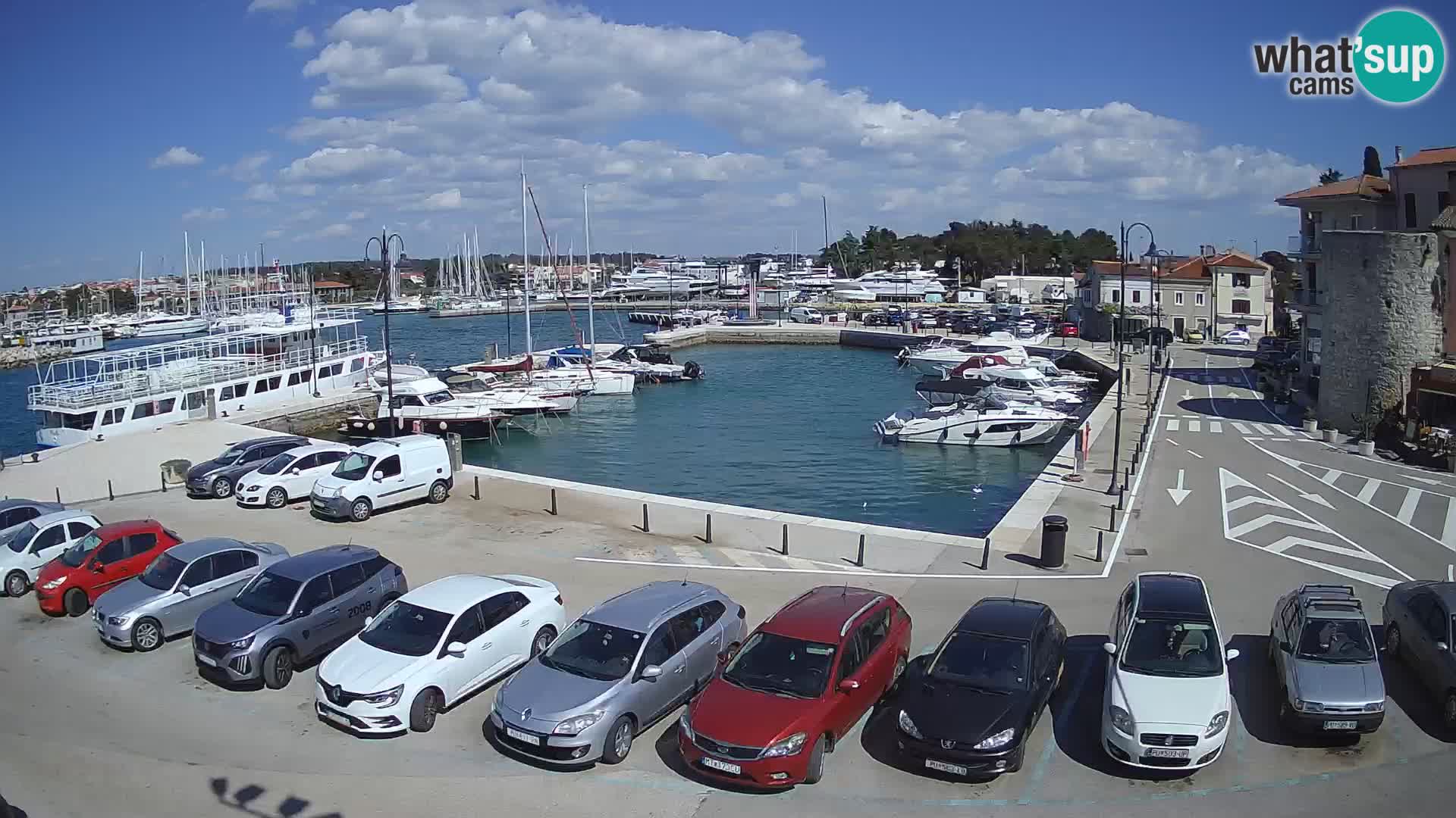 Novigrad | Porporela marina