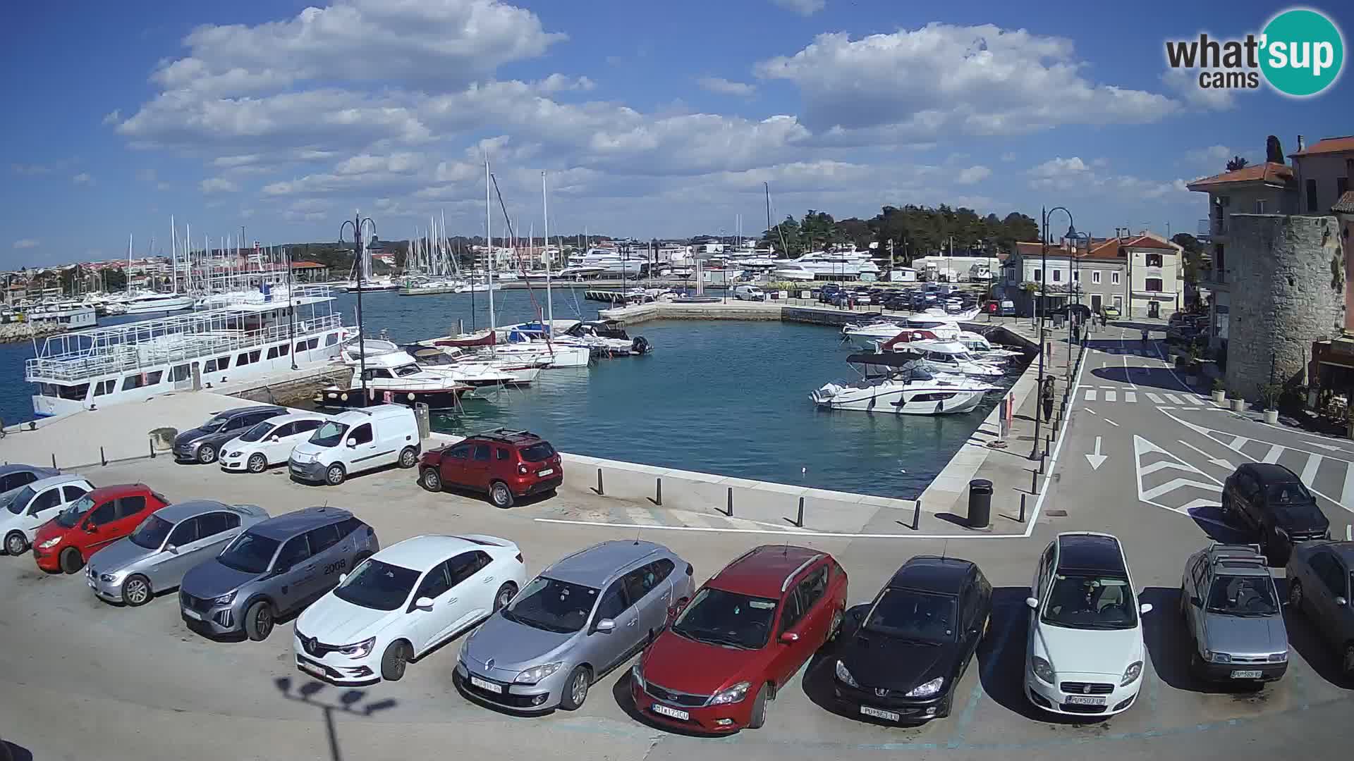 Novigrad | Porporela marina