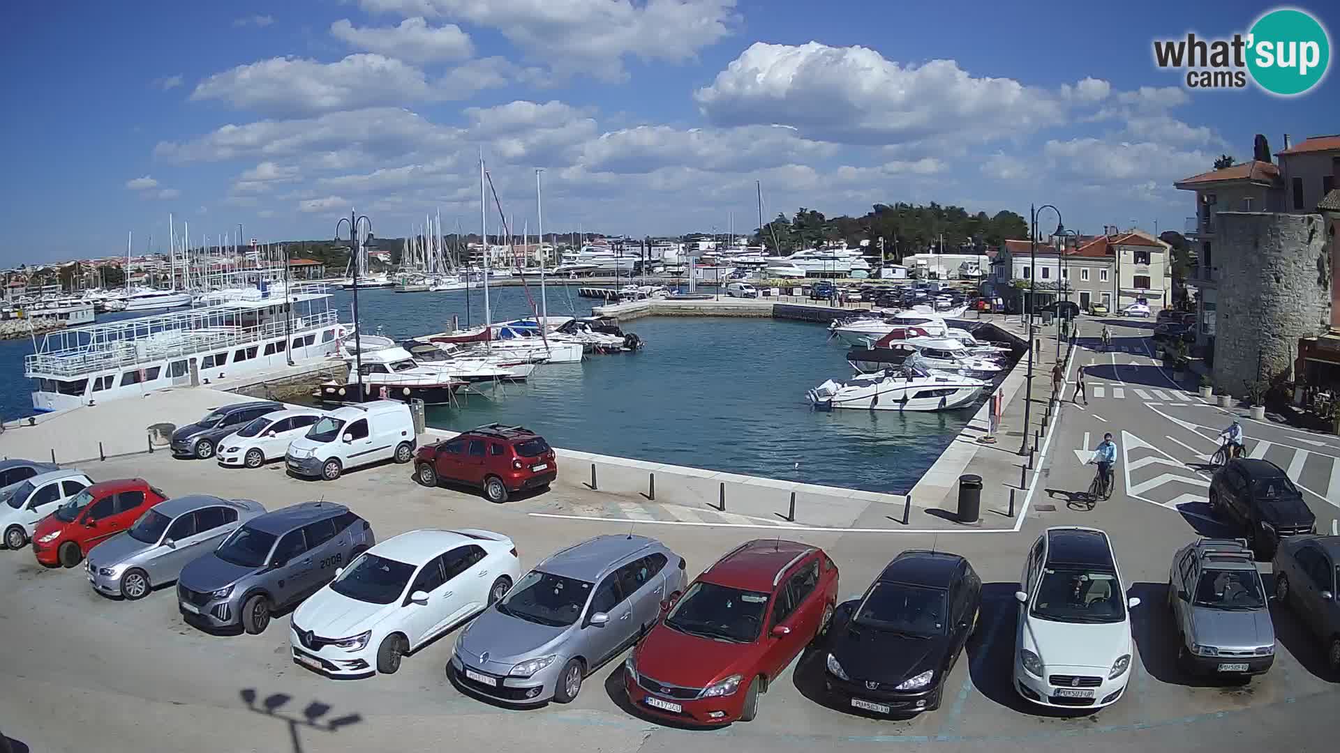 Novigrad | Porporela marina