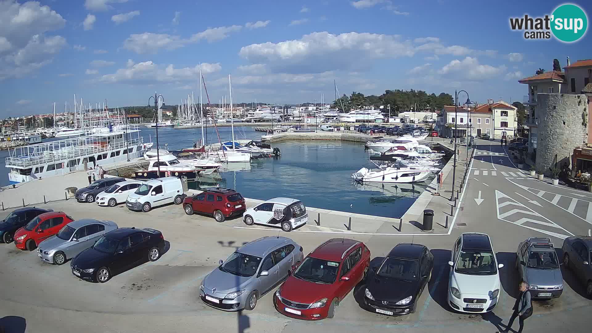 Novigrad | Porporela marina