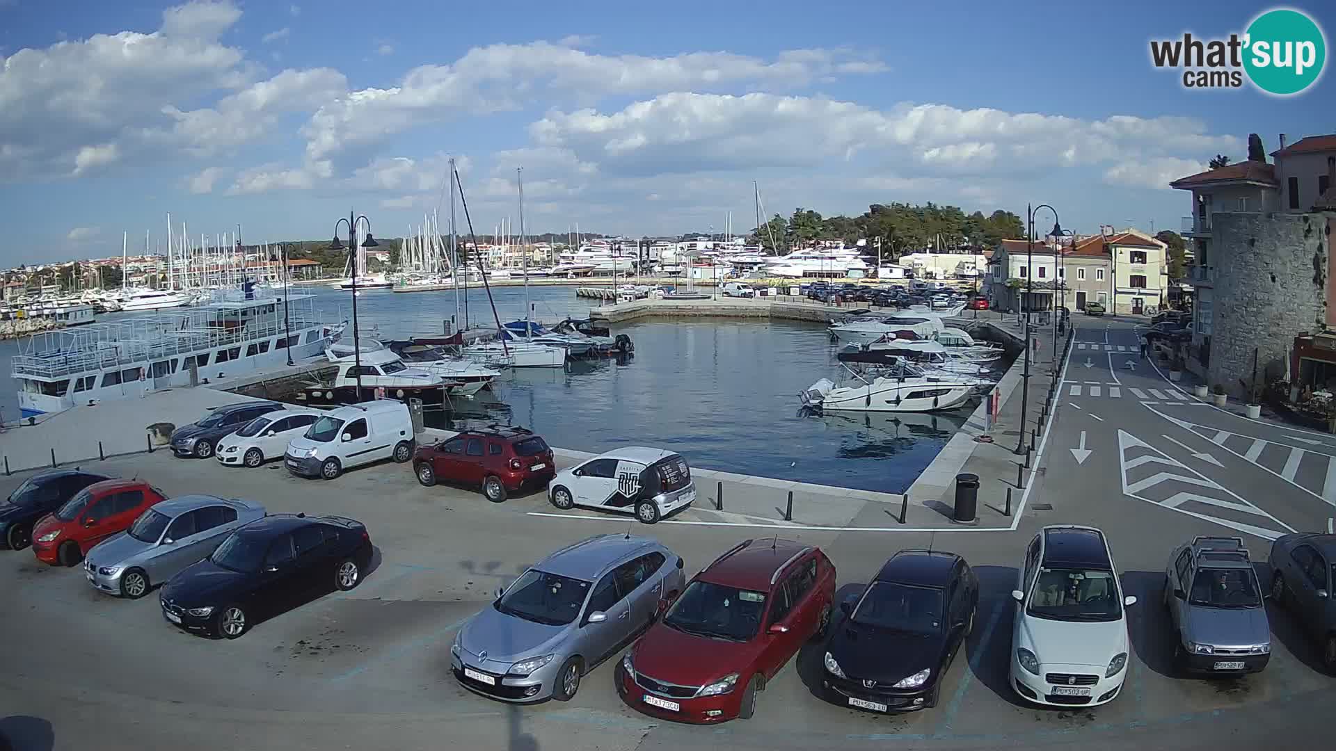 Novigrad | Porporela marina