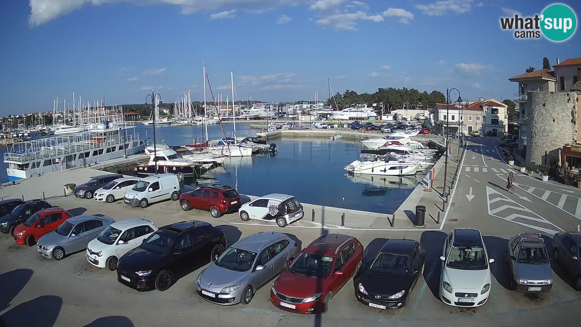 Novigrad | Porporela marina