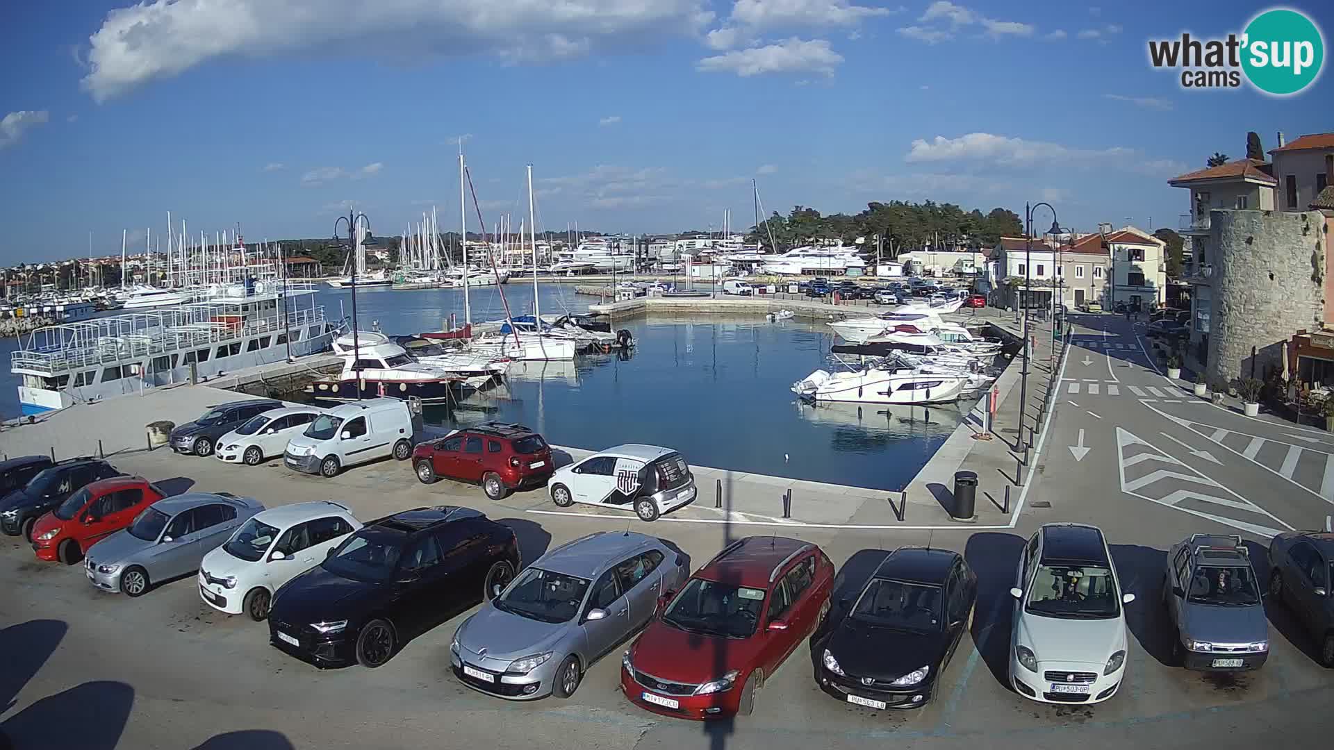 Novigrad | Porporela marina