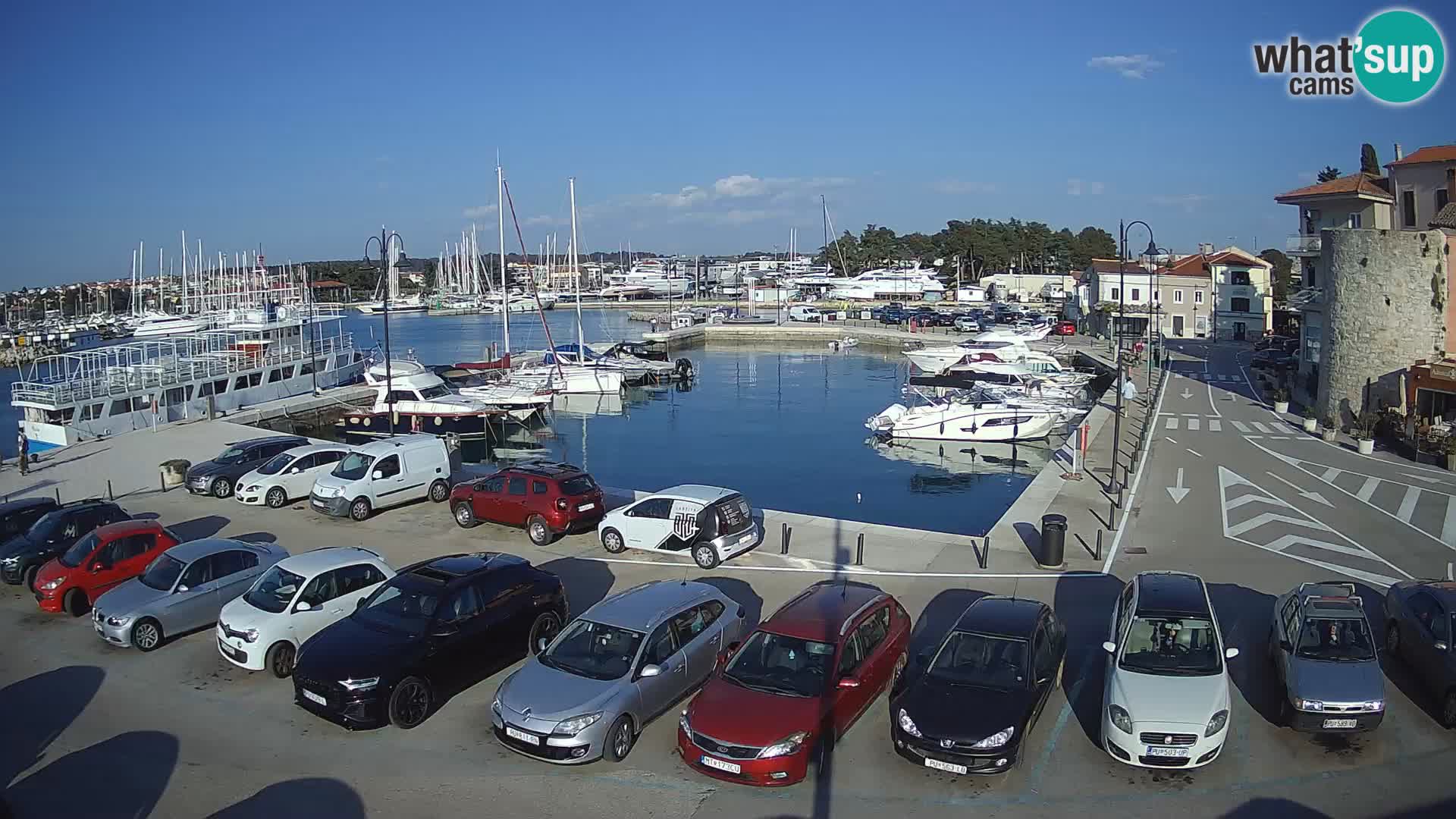 Novigrad | Porporela marina