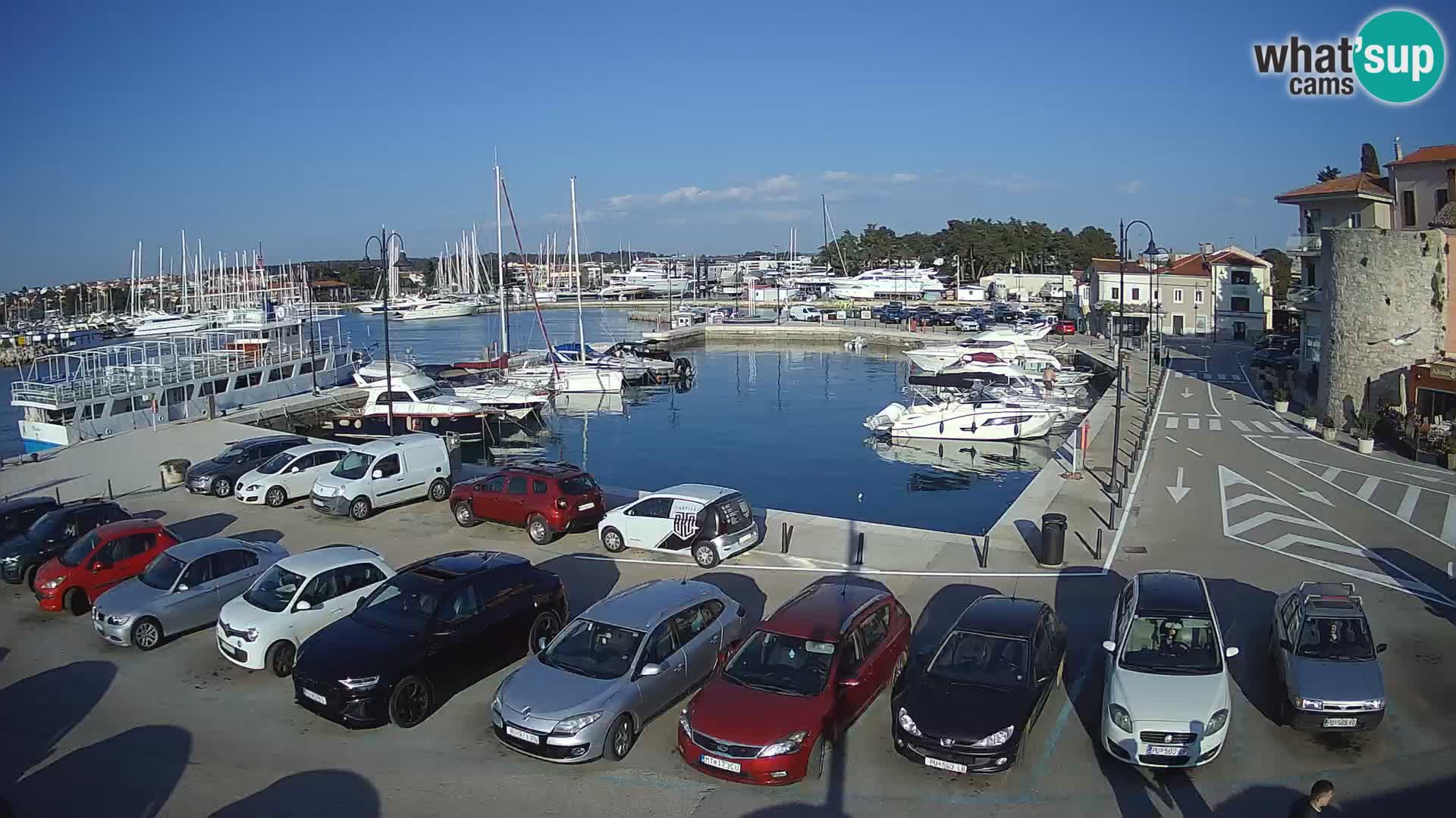 Novigrad | Porporela marina