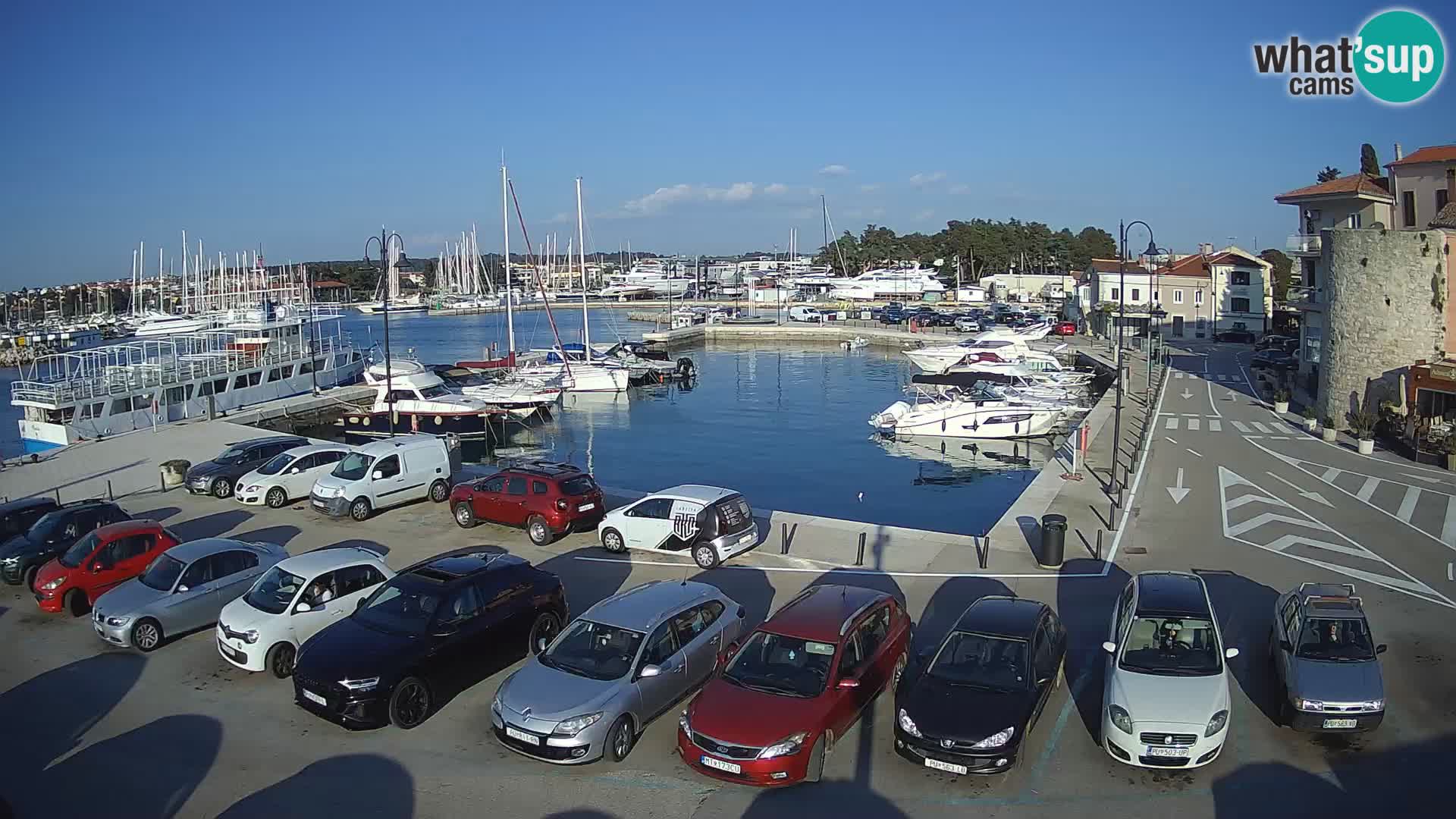 Novigrad | Porporela marina