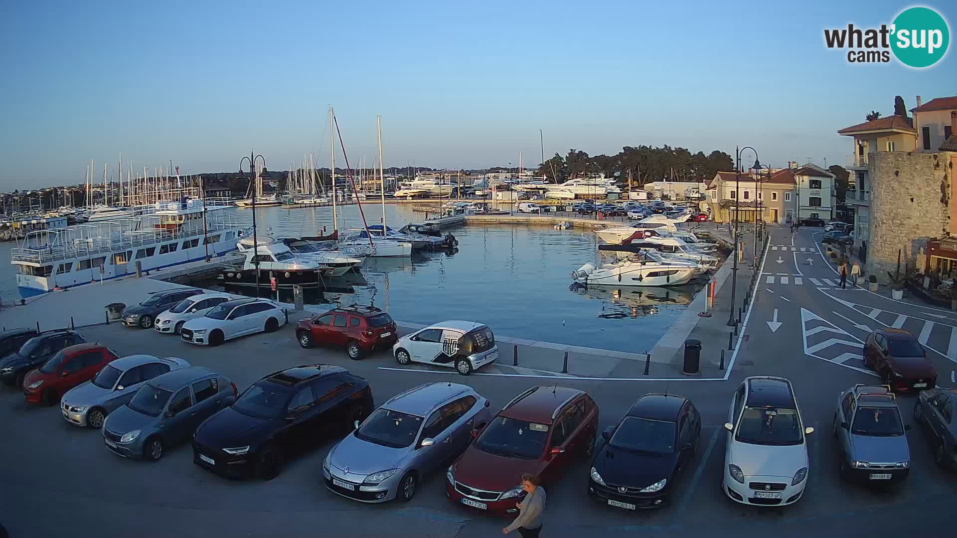 Novigrad | Porporela marina