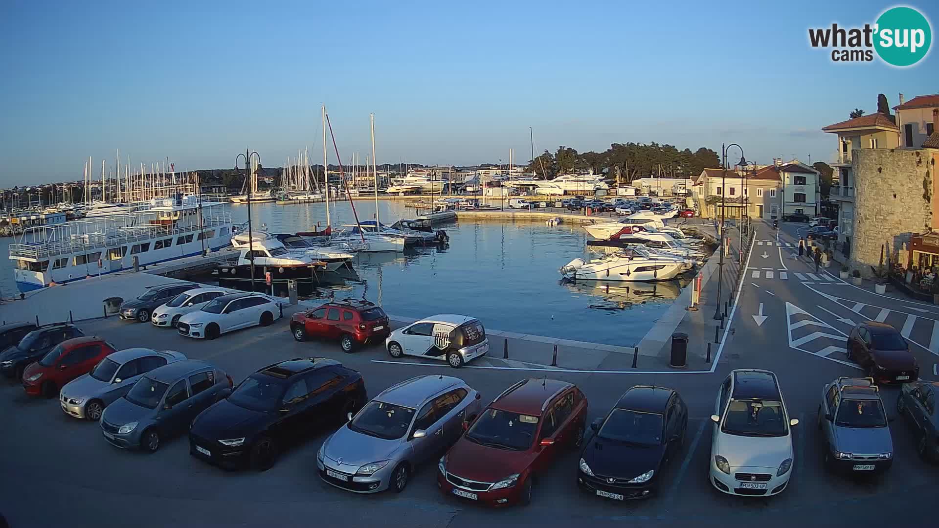 Novigrad | Porporela marina