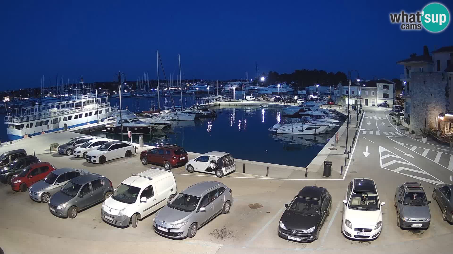 Novigrad | Porporela marina