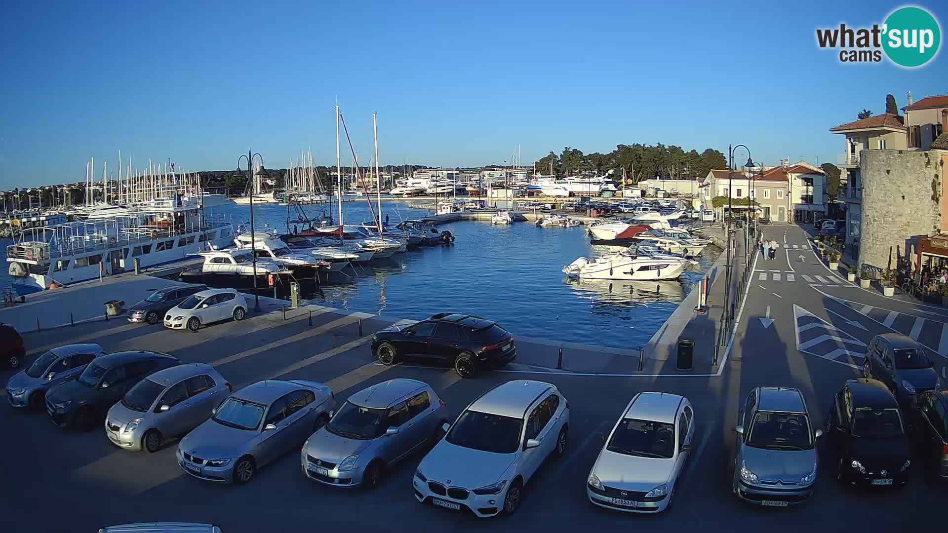 Novigrad | Porporela marina