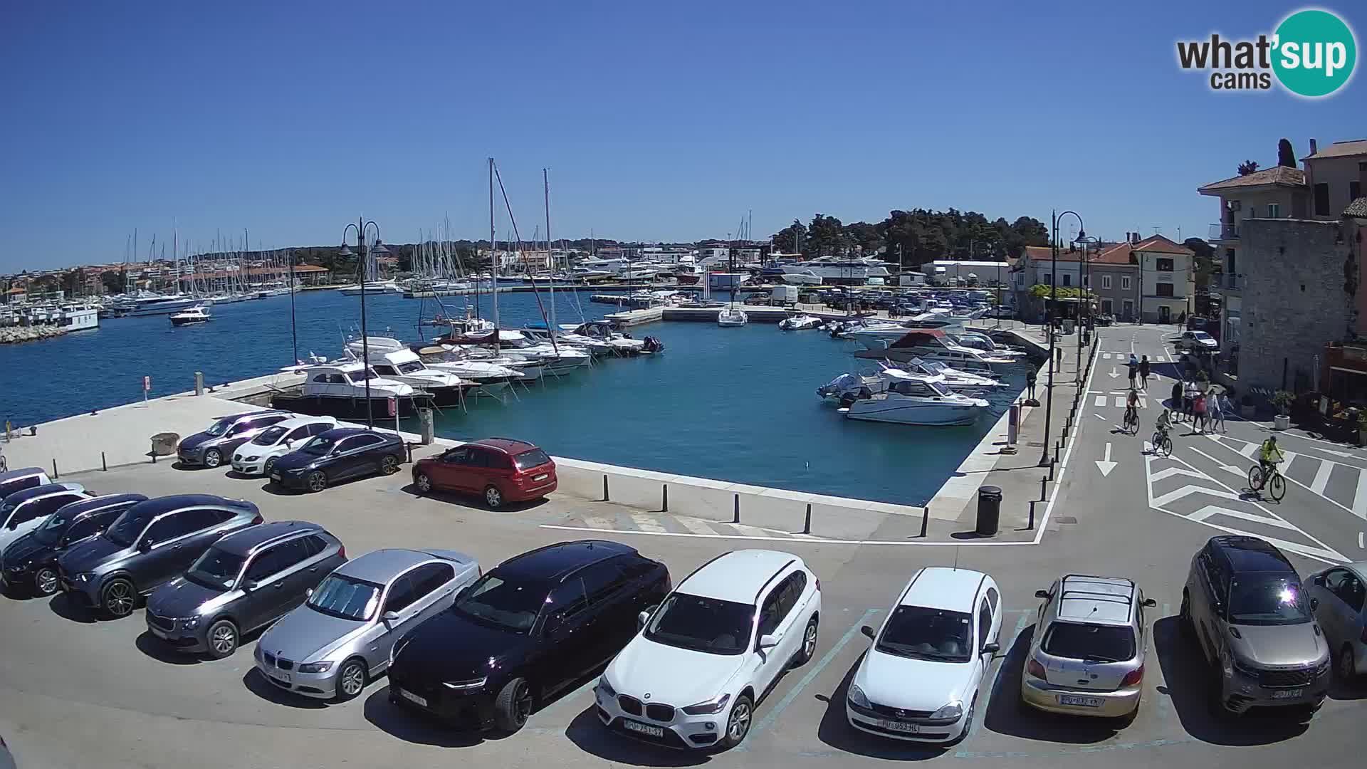 Novigrad | Porporela marina