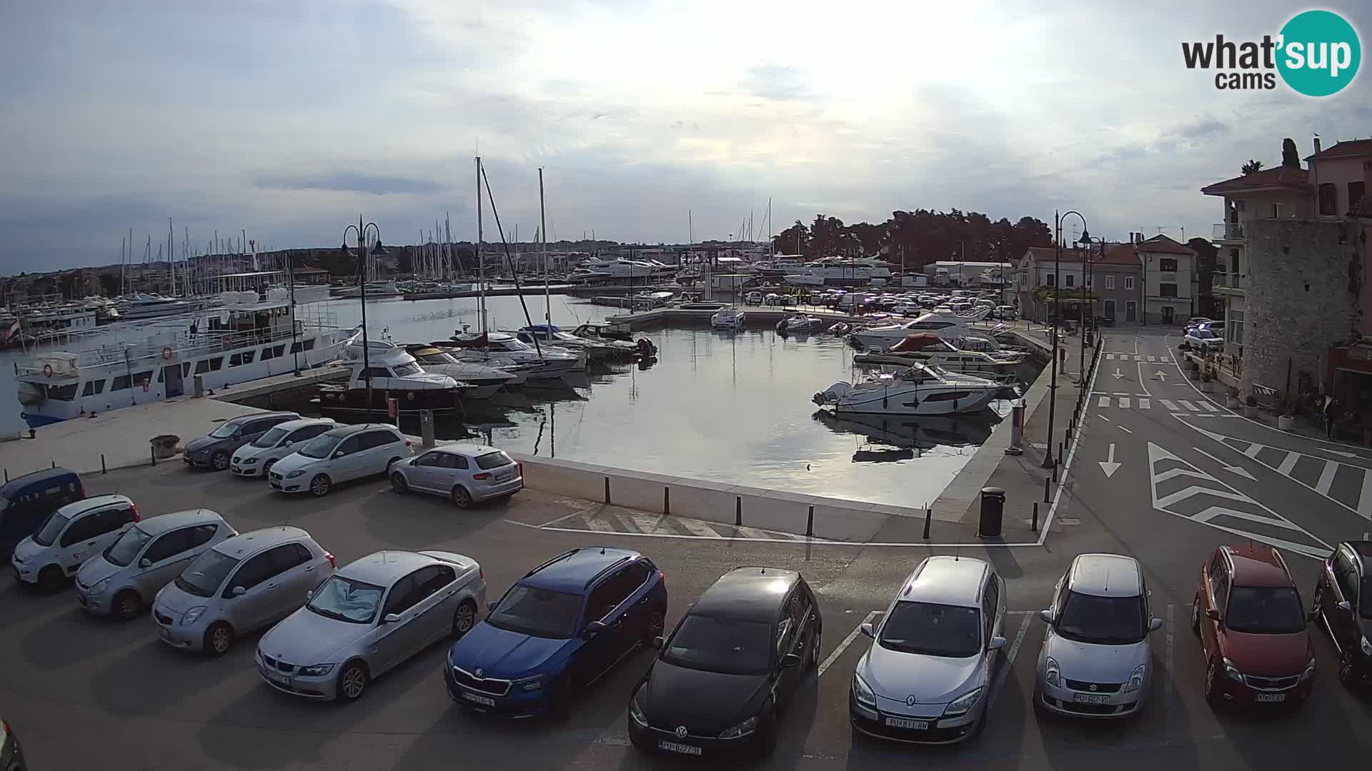 Novigrad | Porporela marina