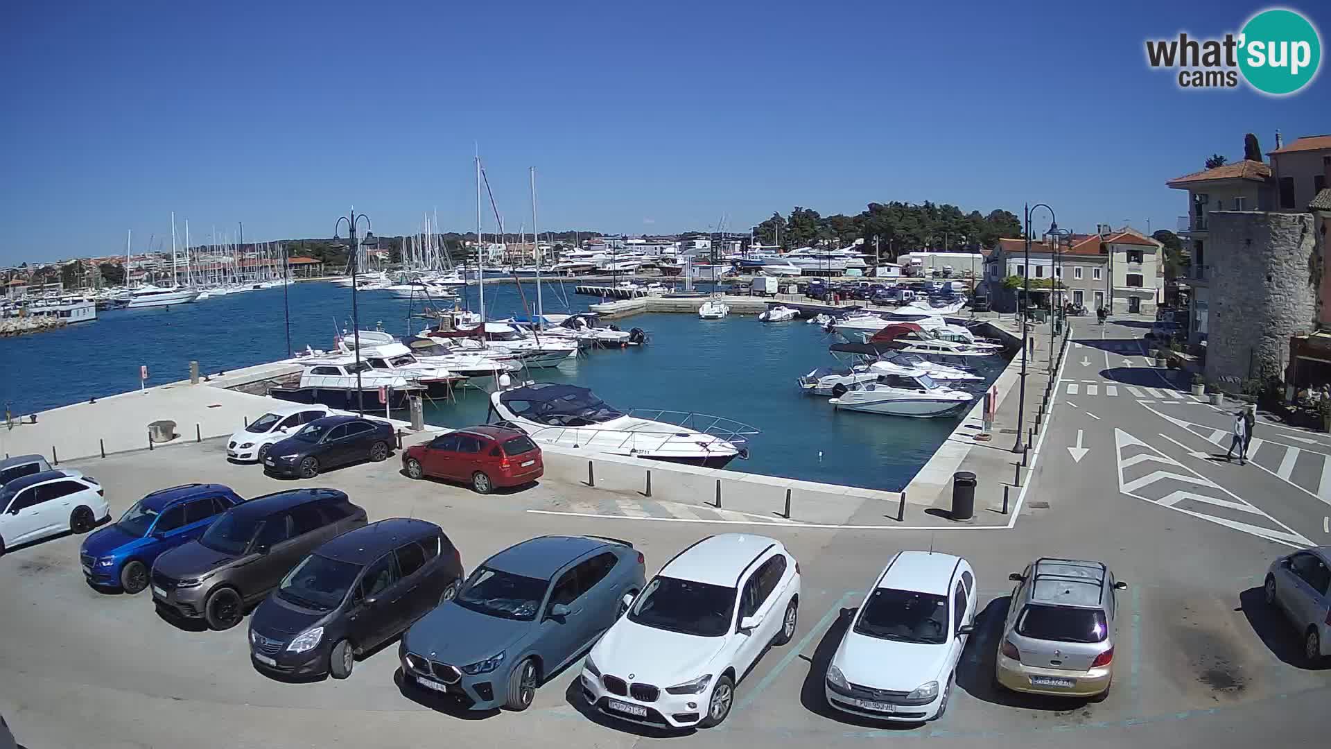 Novigrad | Porporela marina