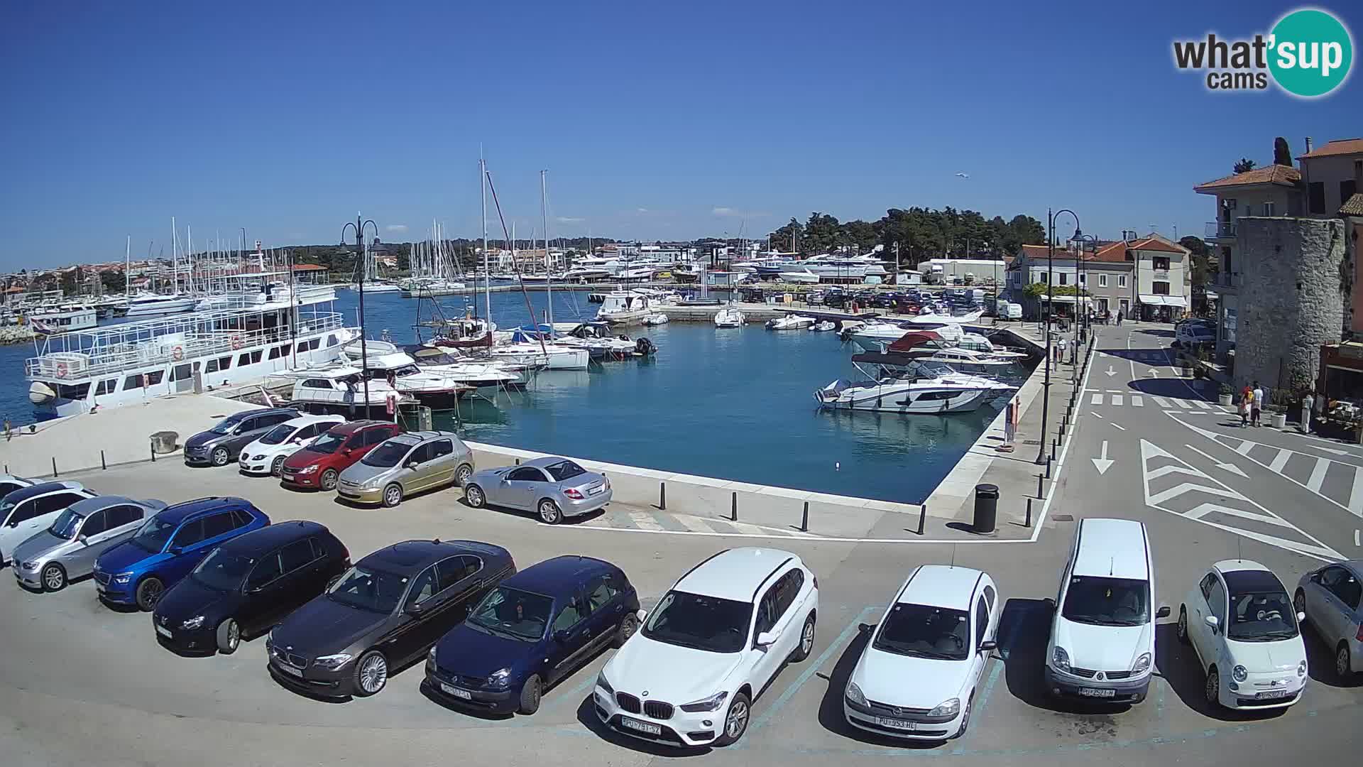 Novigrad | Porporela marina