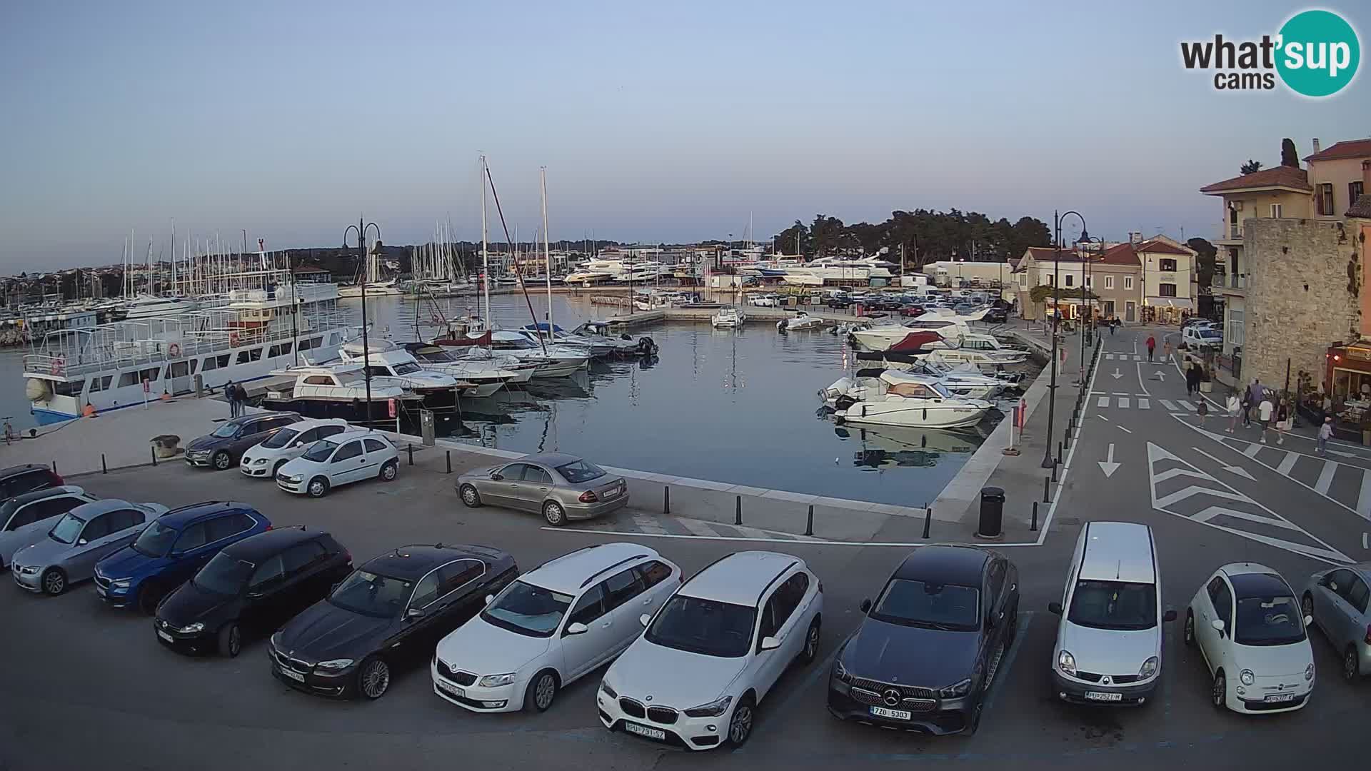 Novigrad | Porporela marina