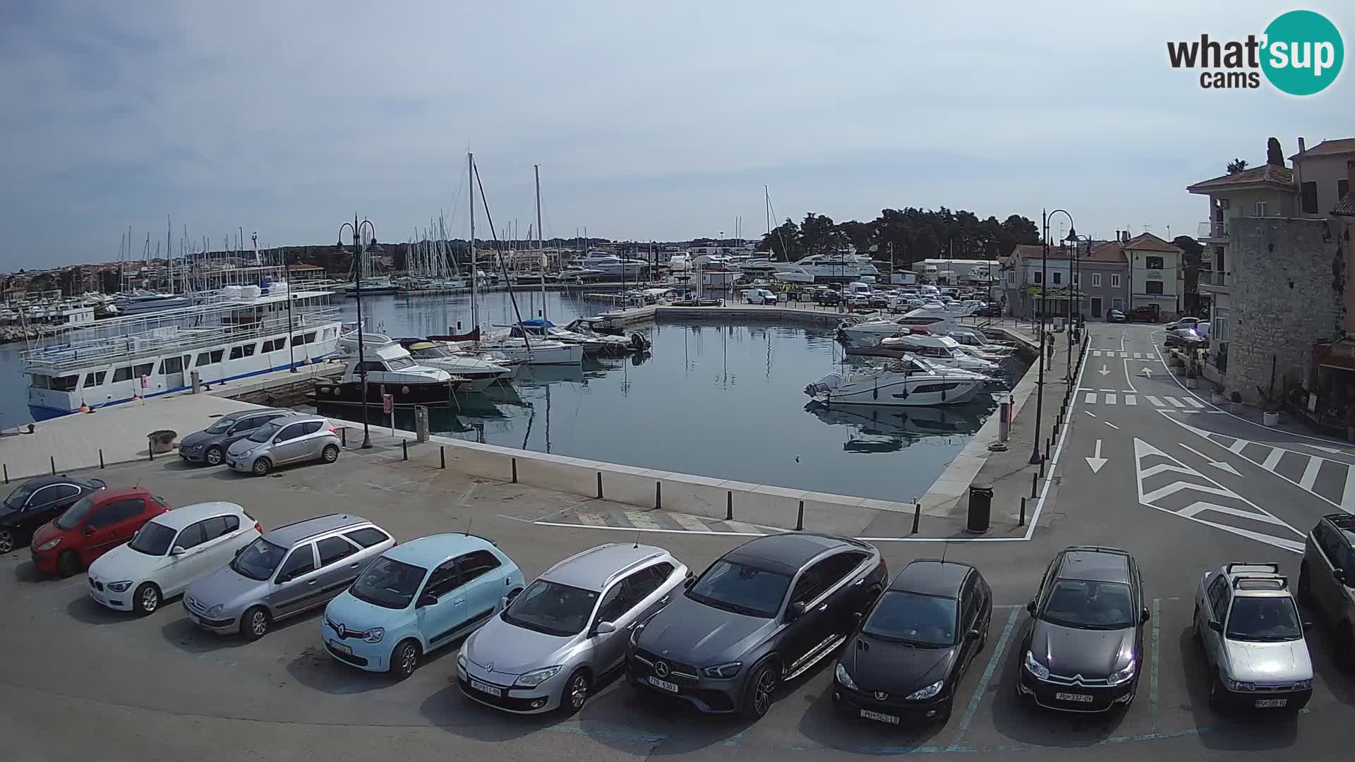 Novigrad | Porporela marina
