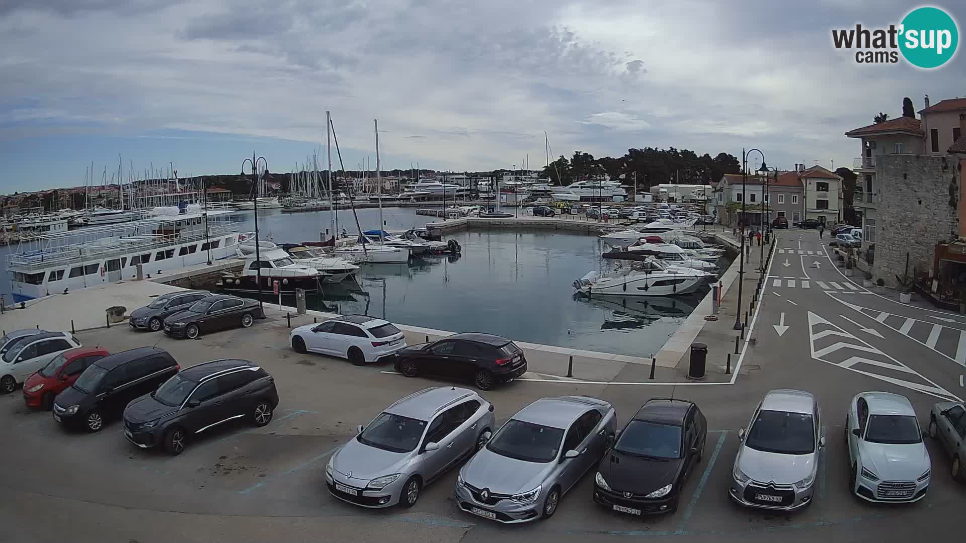 Novigrad | Porporela marina