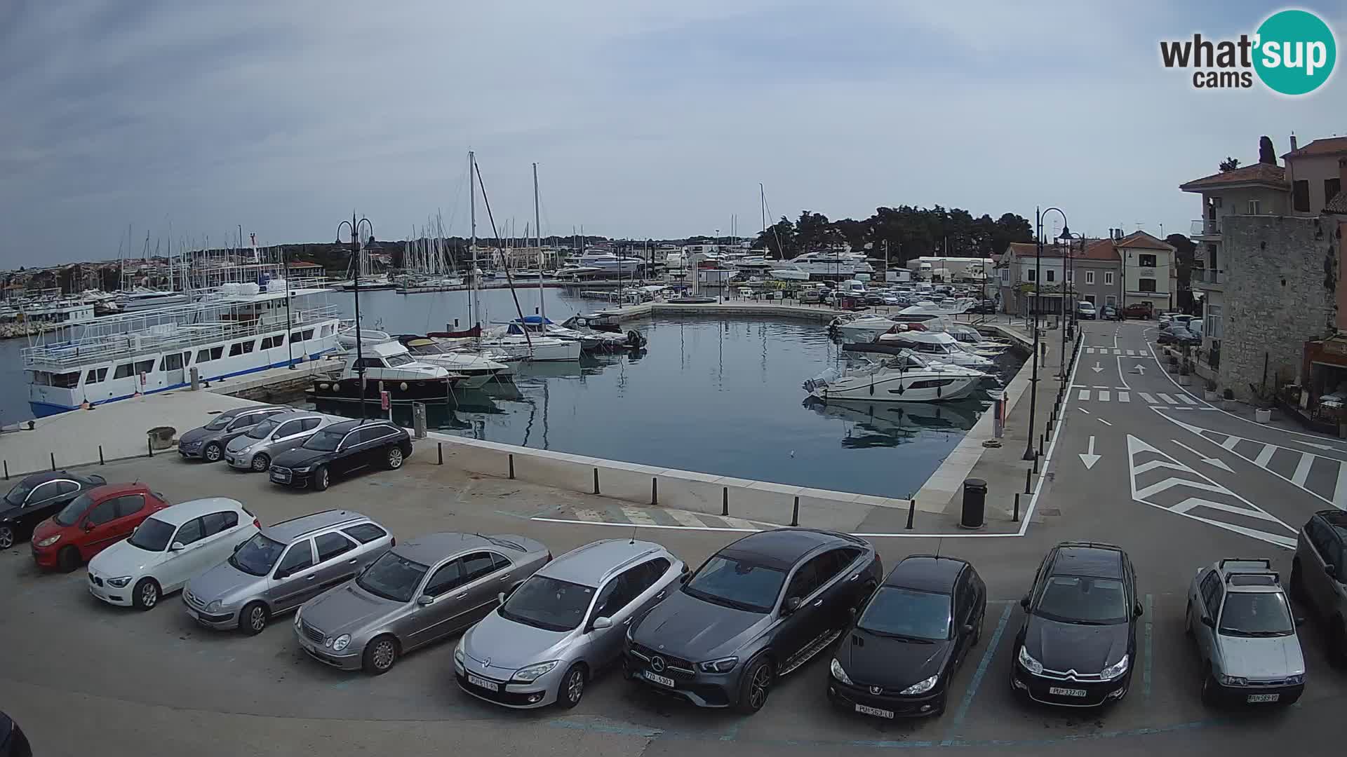 Novigrad | Porporela marina