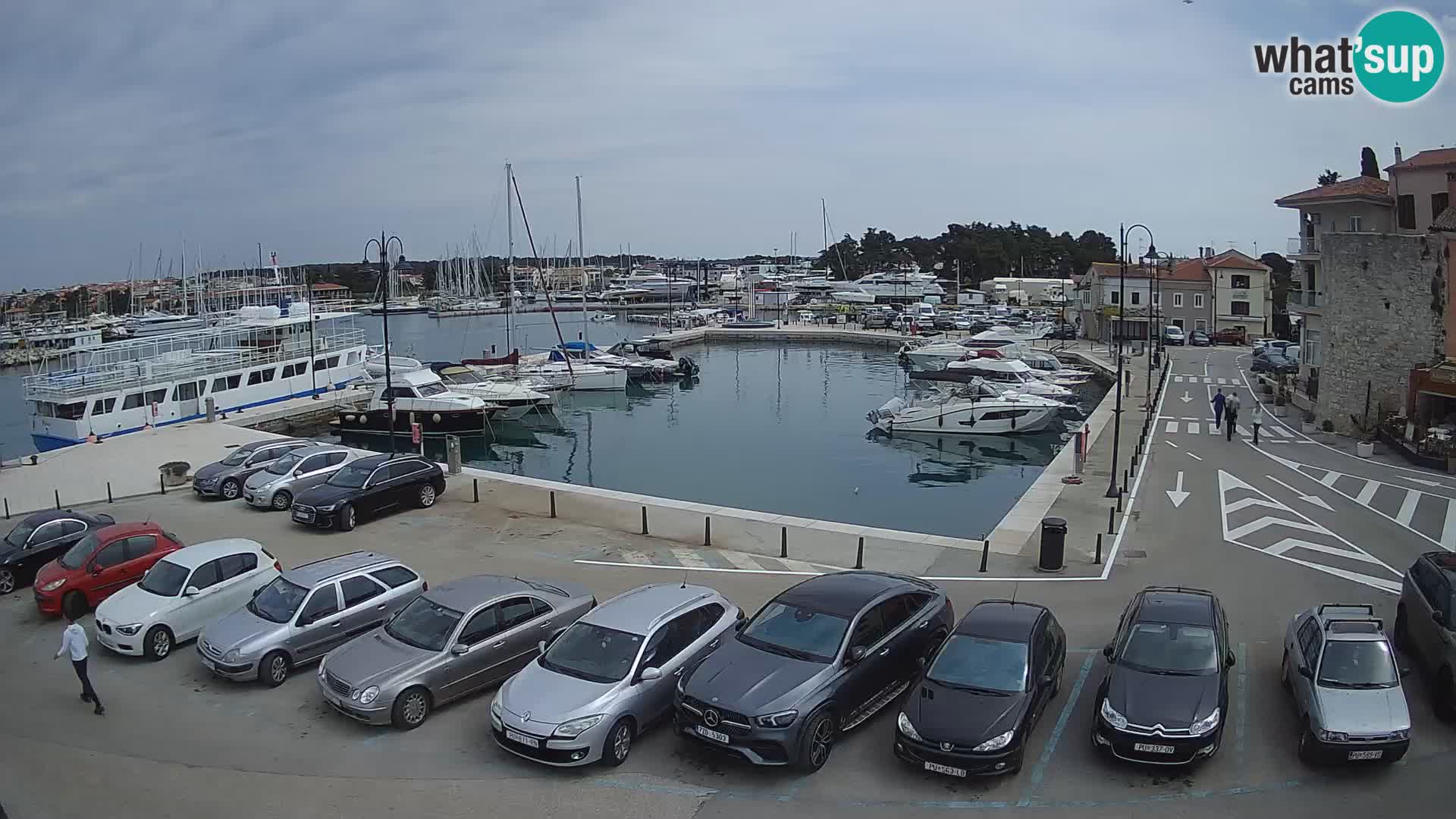 Novigrad | Porporela marina
