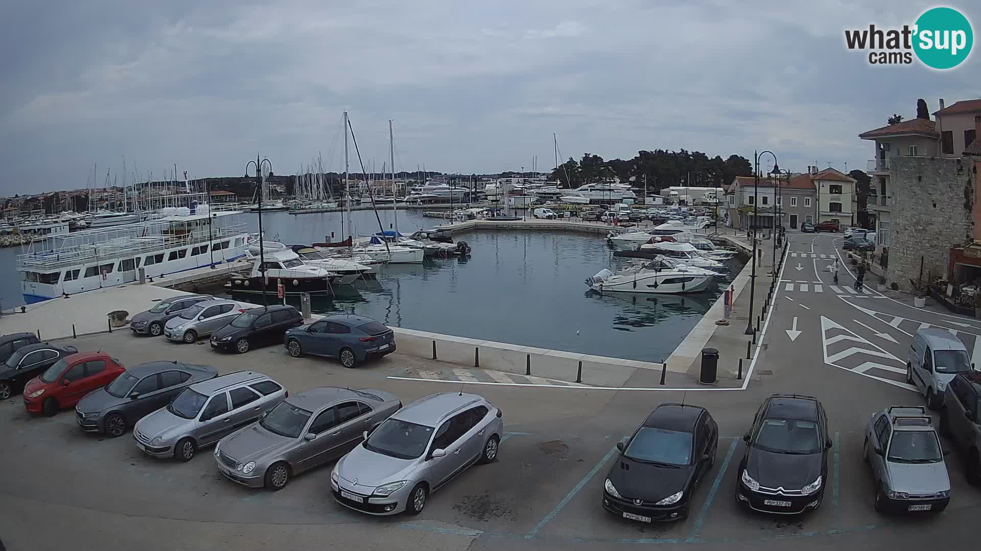 Novigrad | Porporela marina