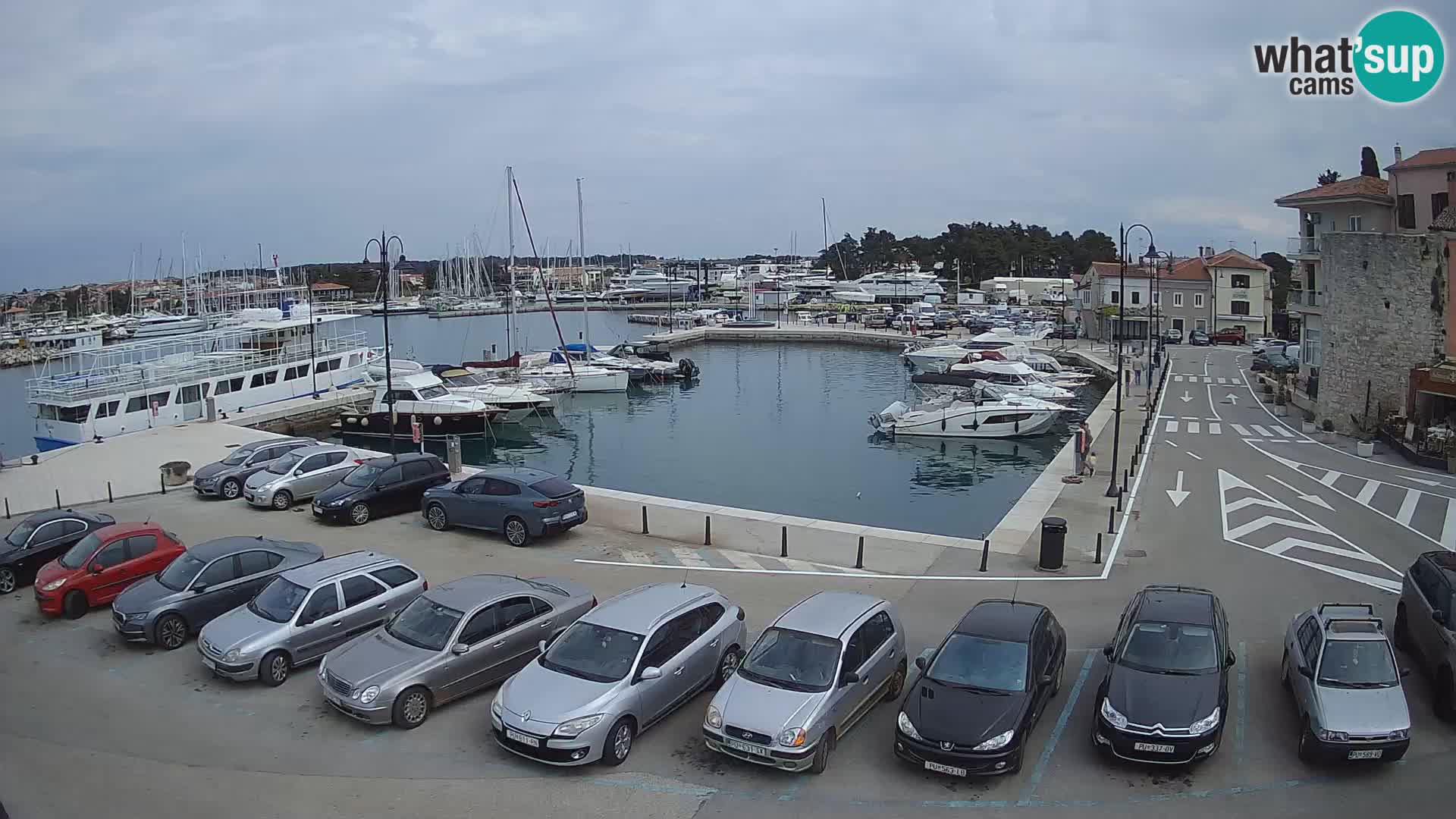 Novigrad | Porporela marina