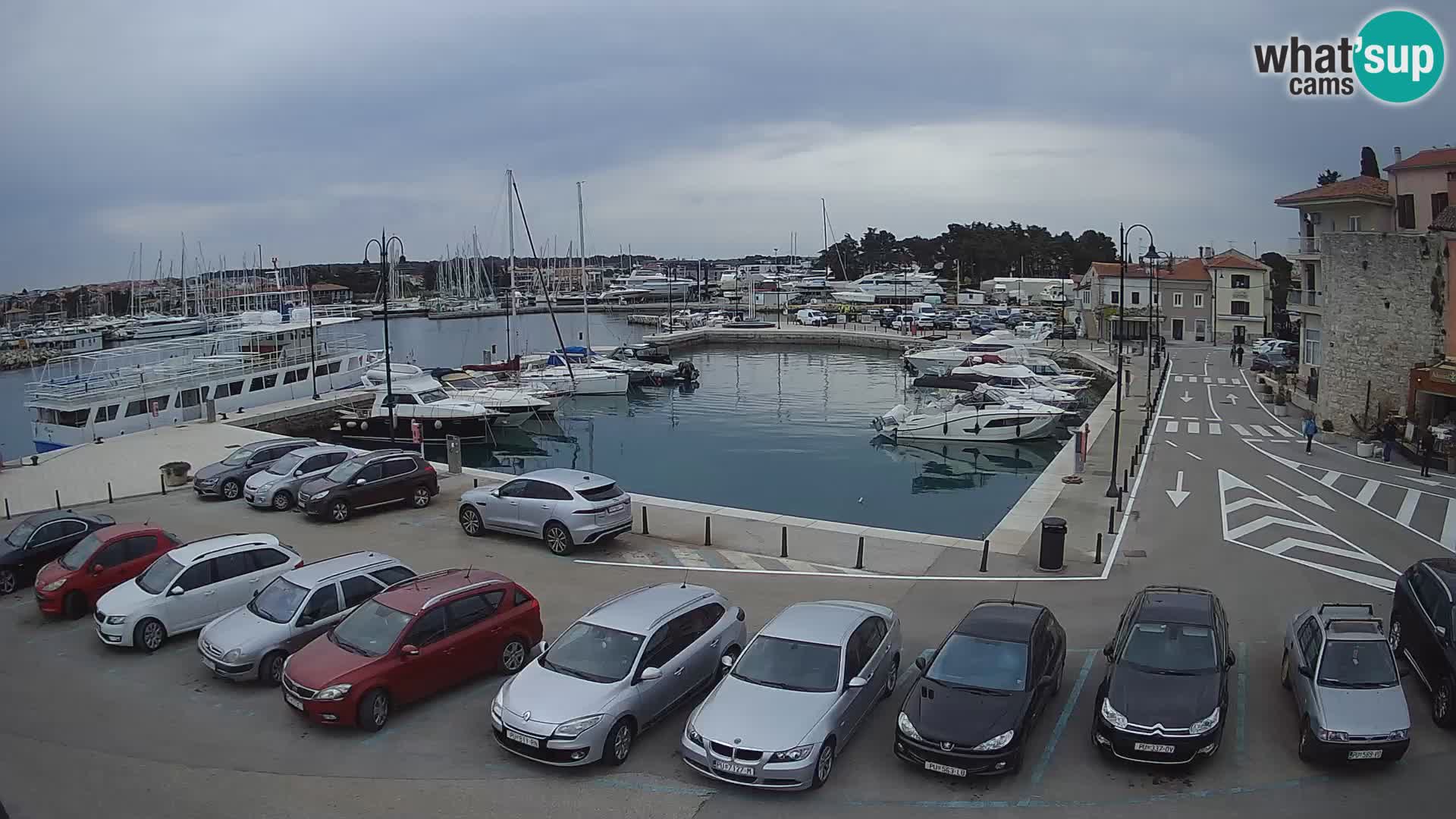 Novigrad | Porporela marina