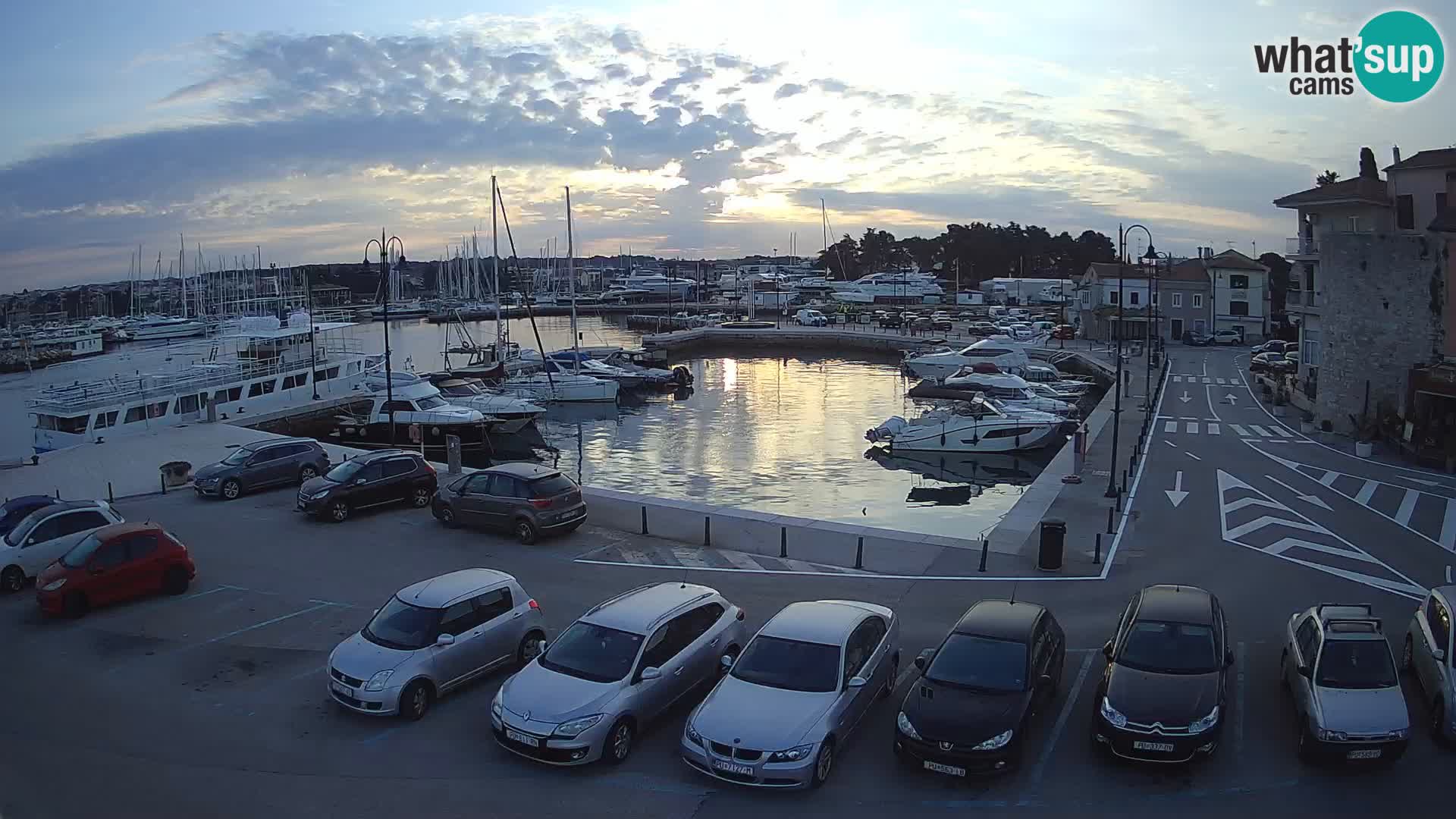 Novigrad | Porporela marina