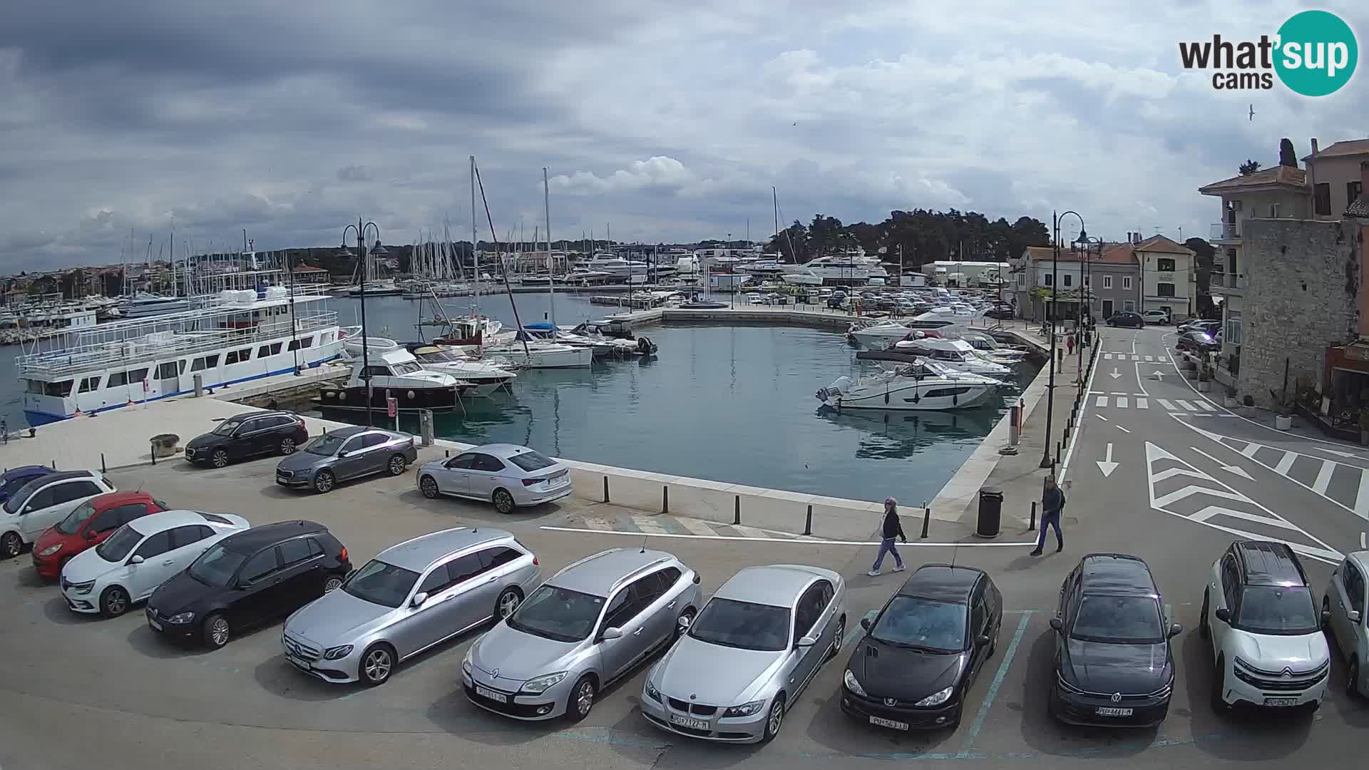 Novigrad | Porporela marina