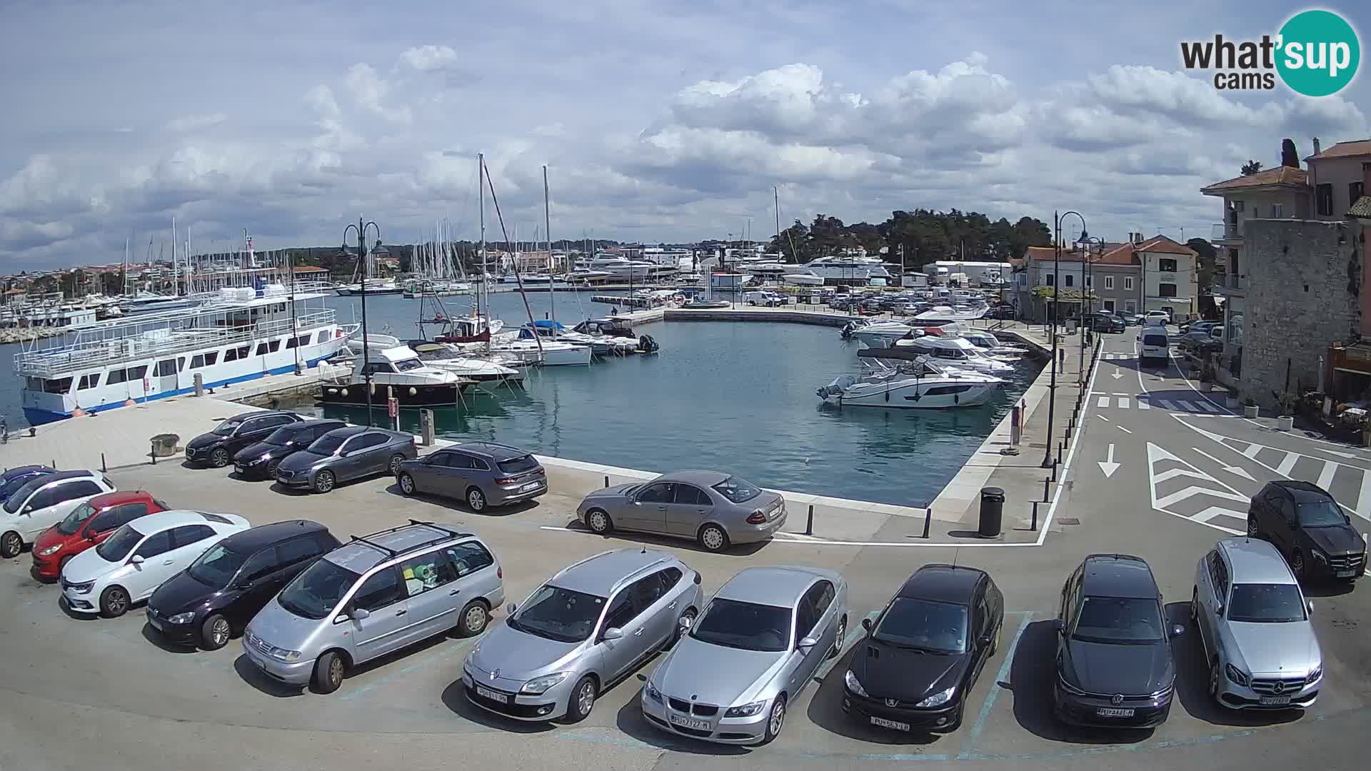 Novigrad | Porporela marina