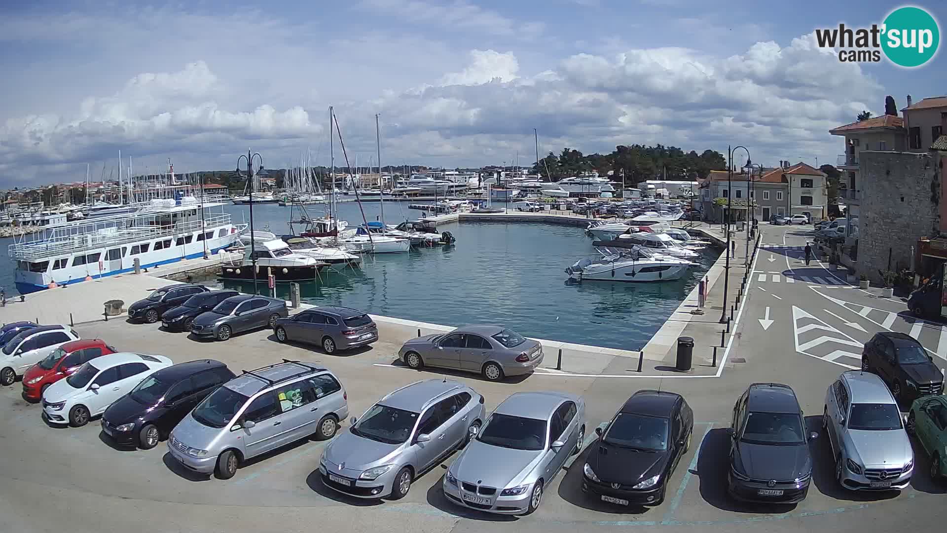 Novigrad | Porporela marina