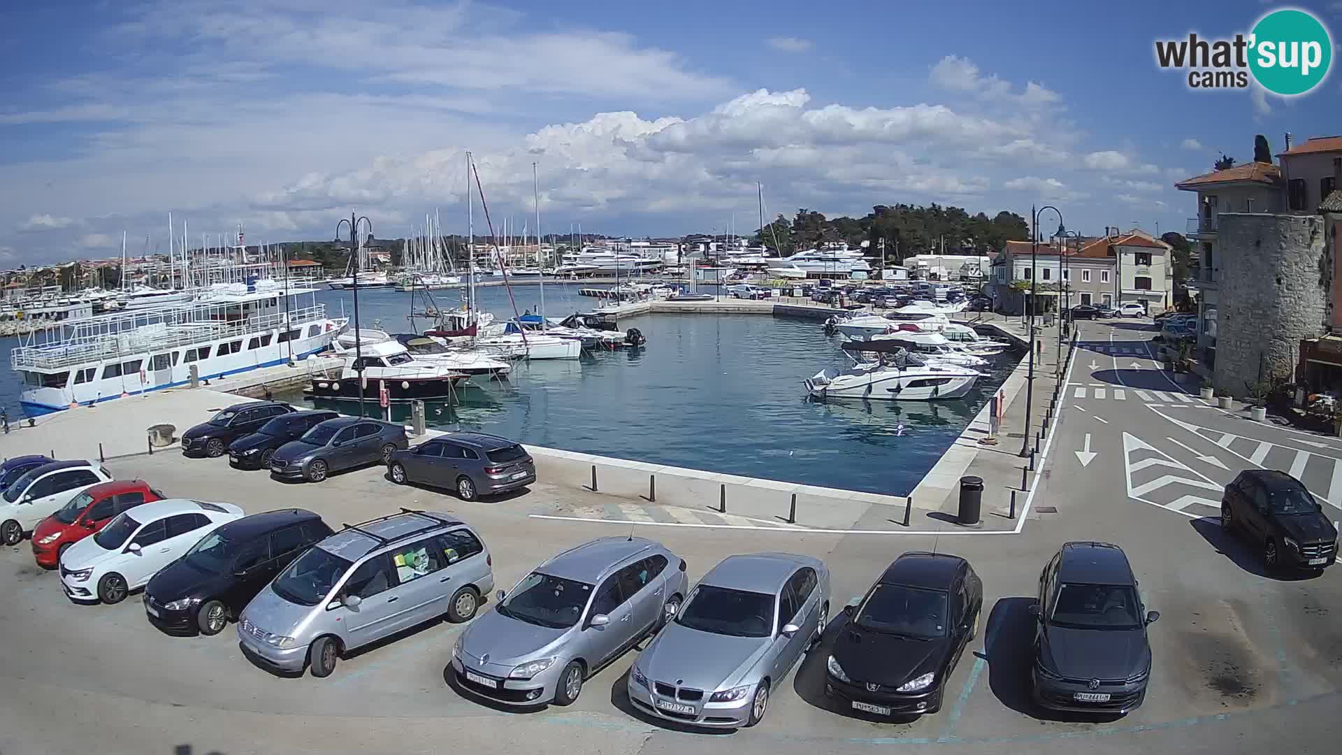 Novigrad | Porporela marina