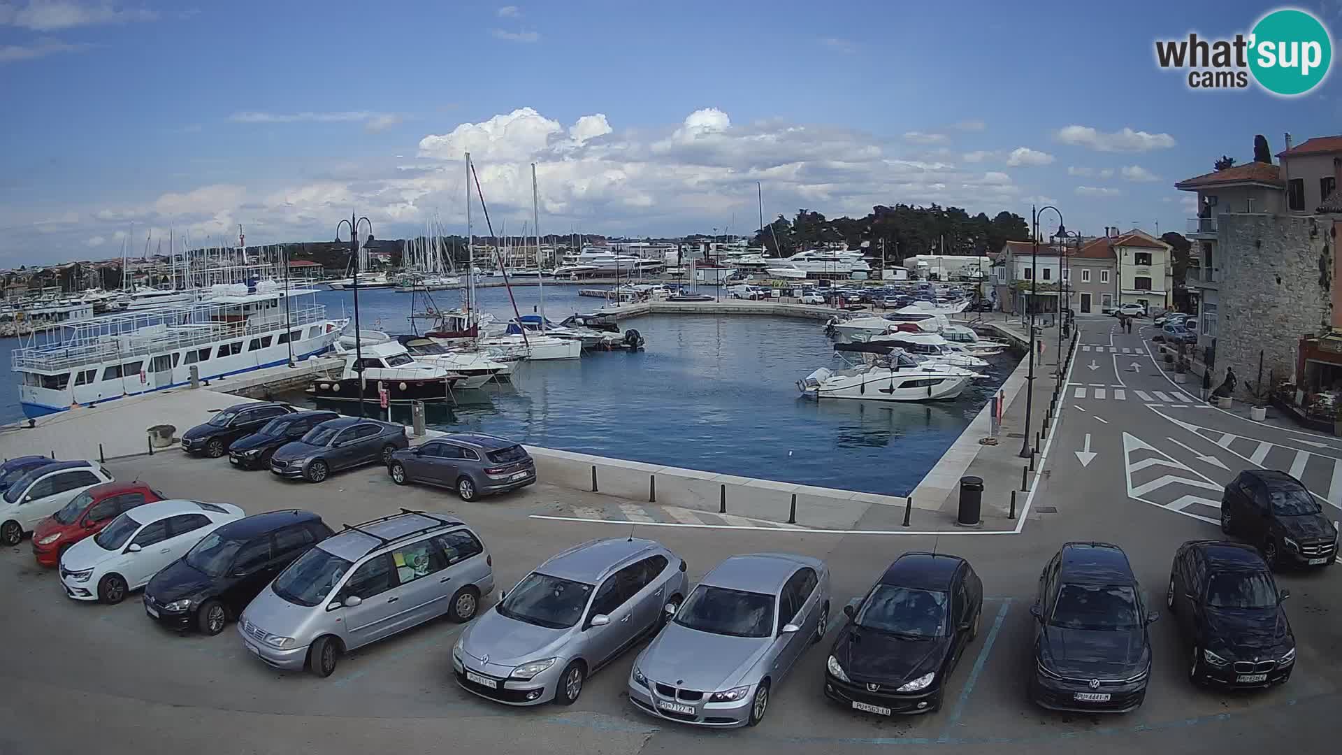 Novigrad | Porporela marina