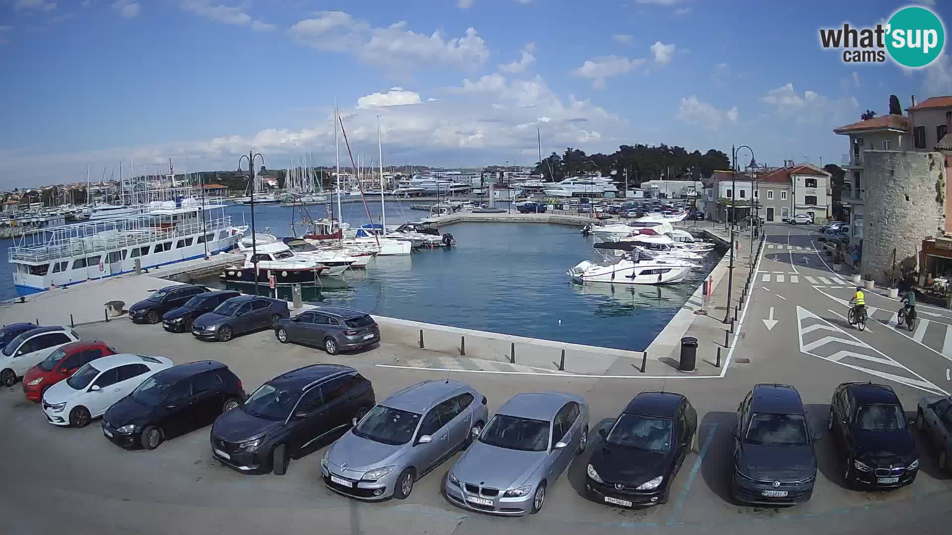 Novigrad | Porporela marina