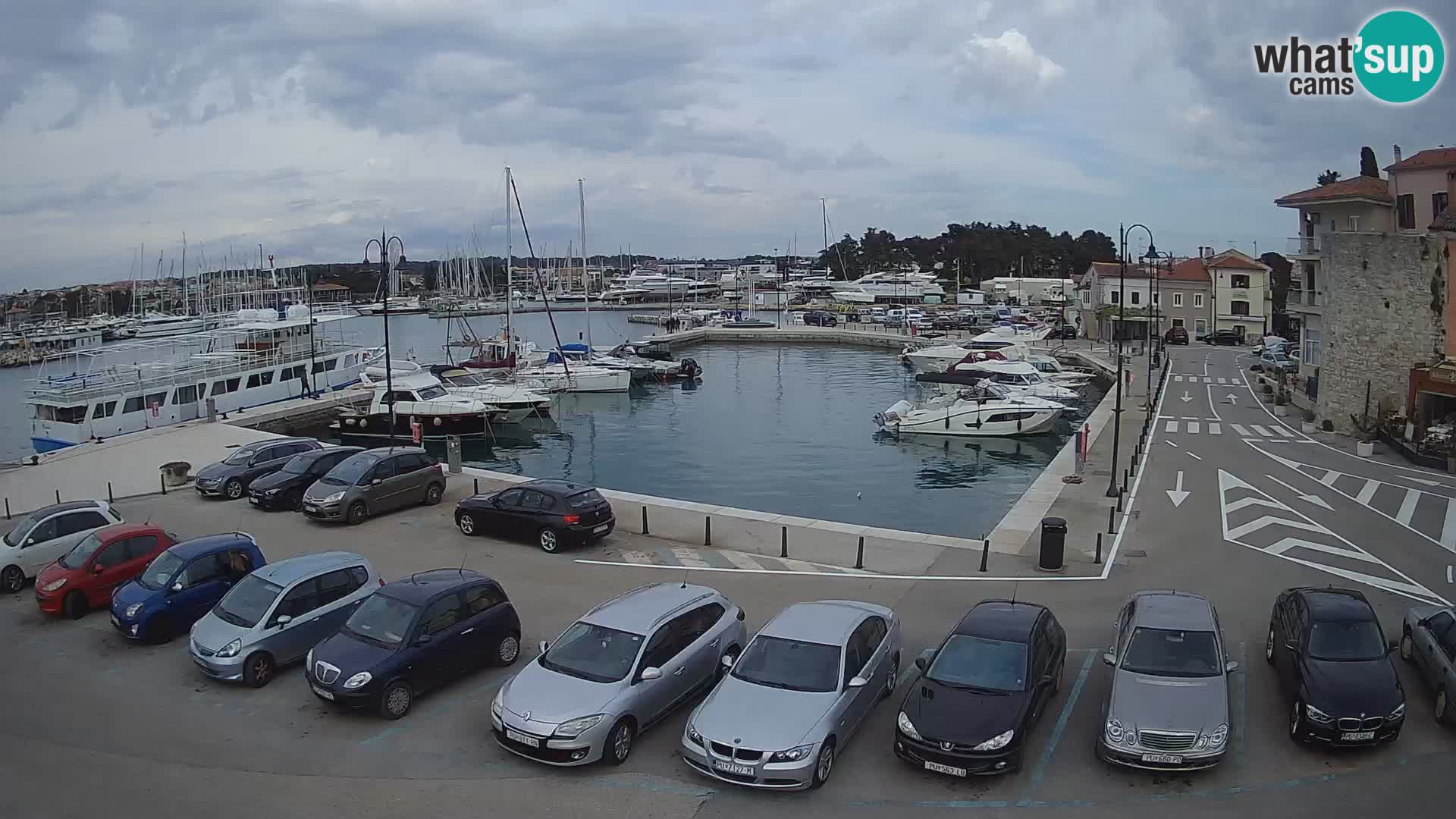Novigrad | Porporela marina