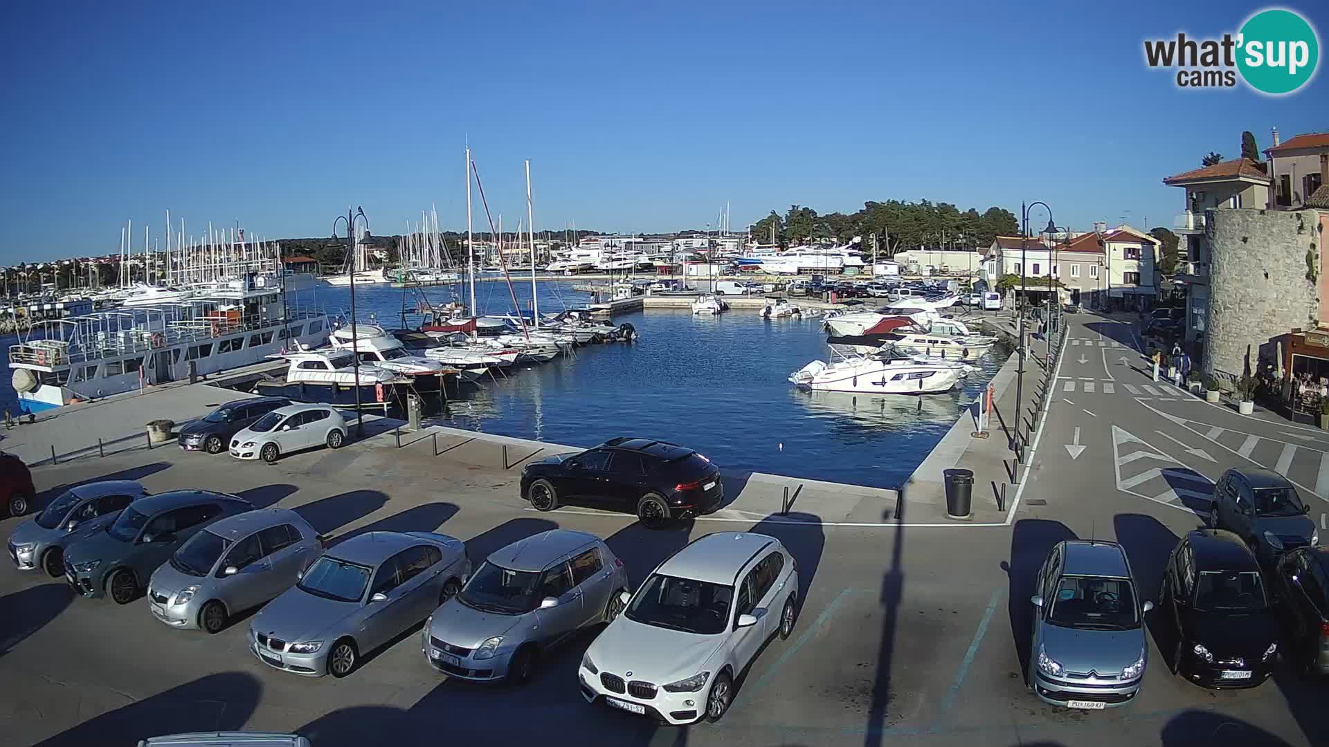 Novigrad | Porporela marina