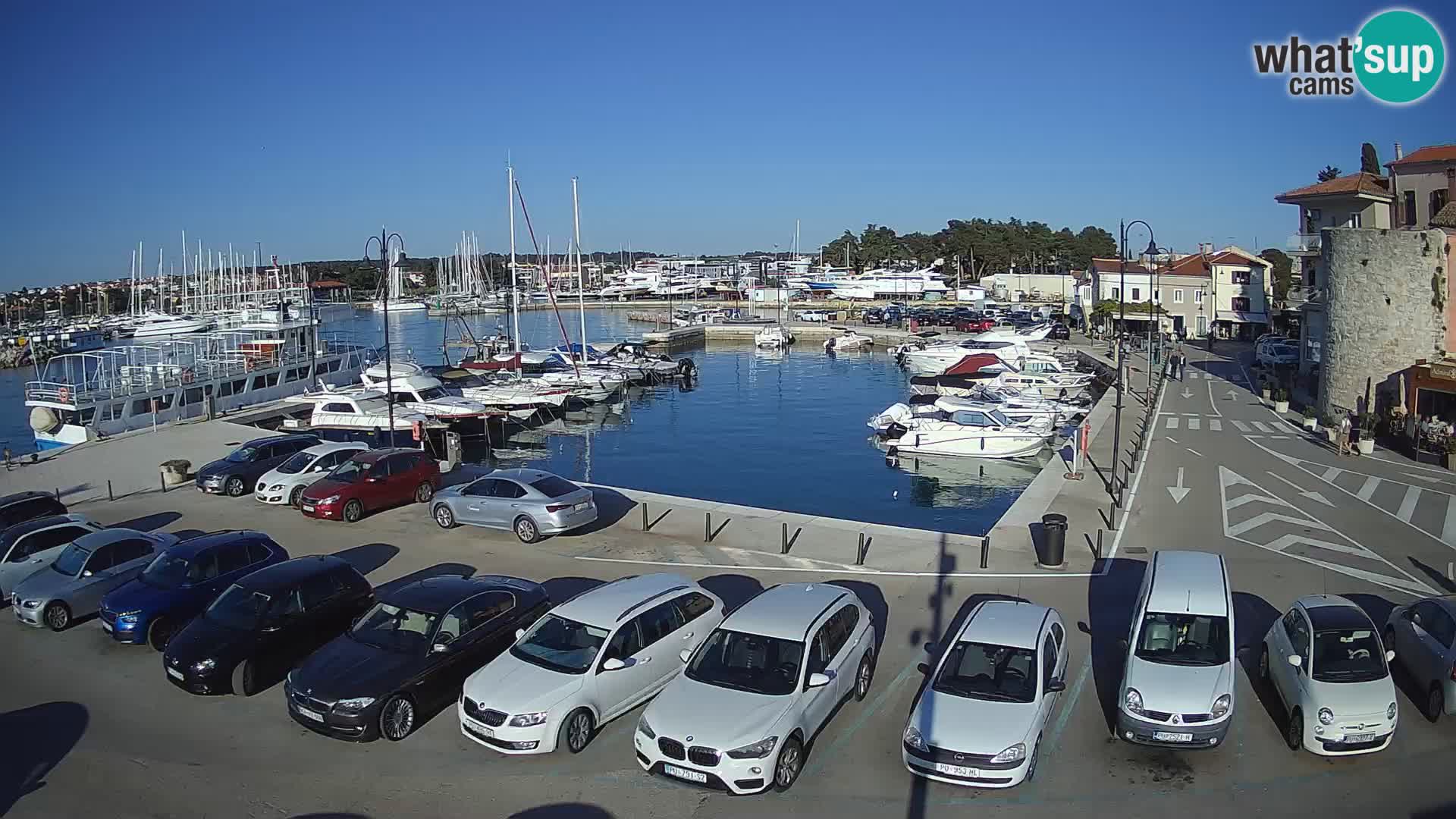Novigrad | Porporela marina
