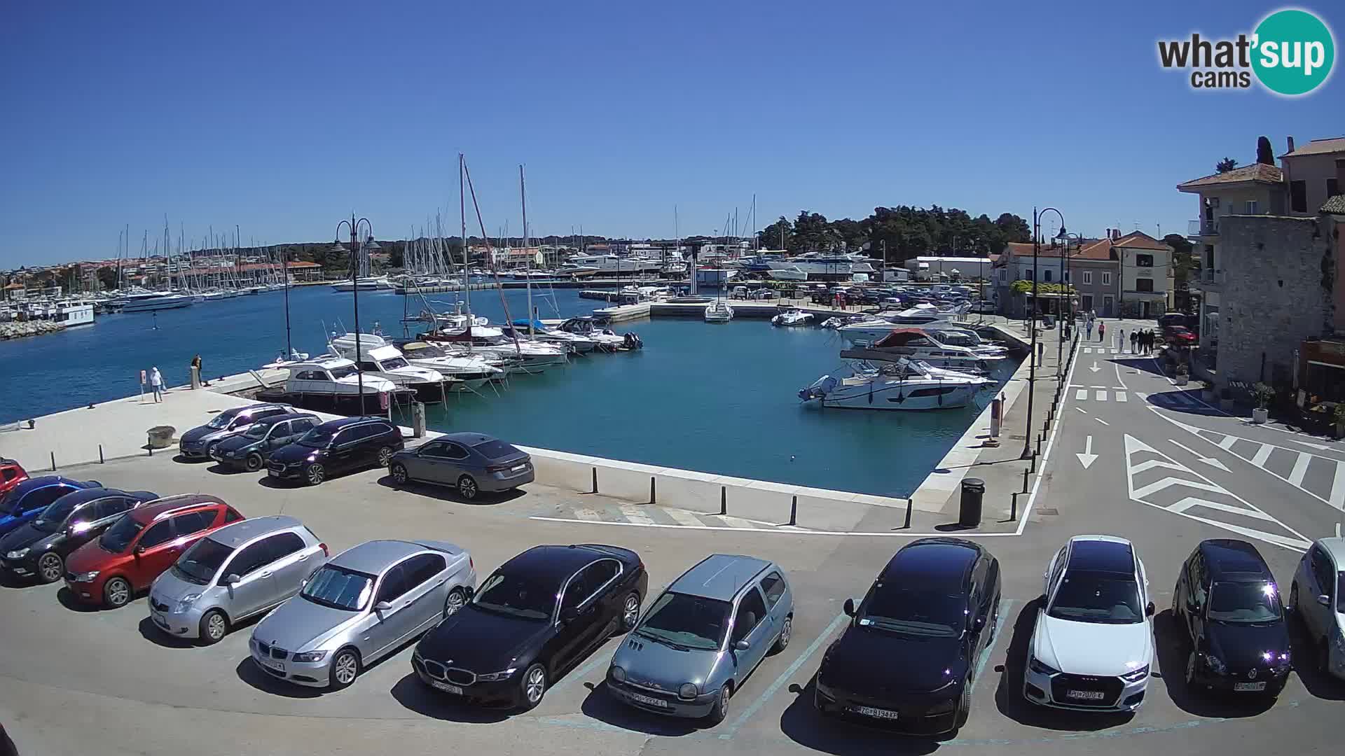 Novigrad | Porporela marina