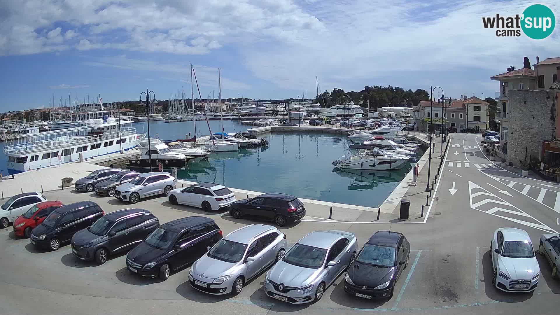 Novigrad | Porporela marina