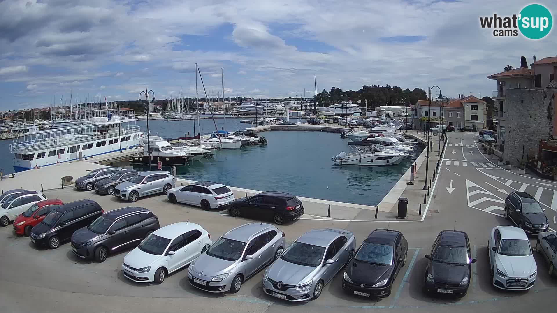 Novigrad | Porporela marina