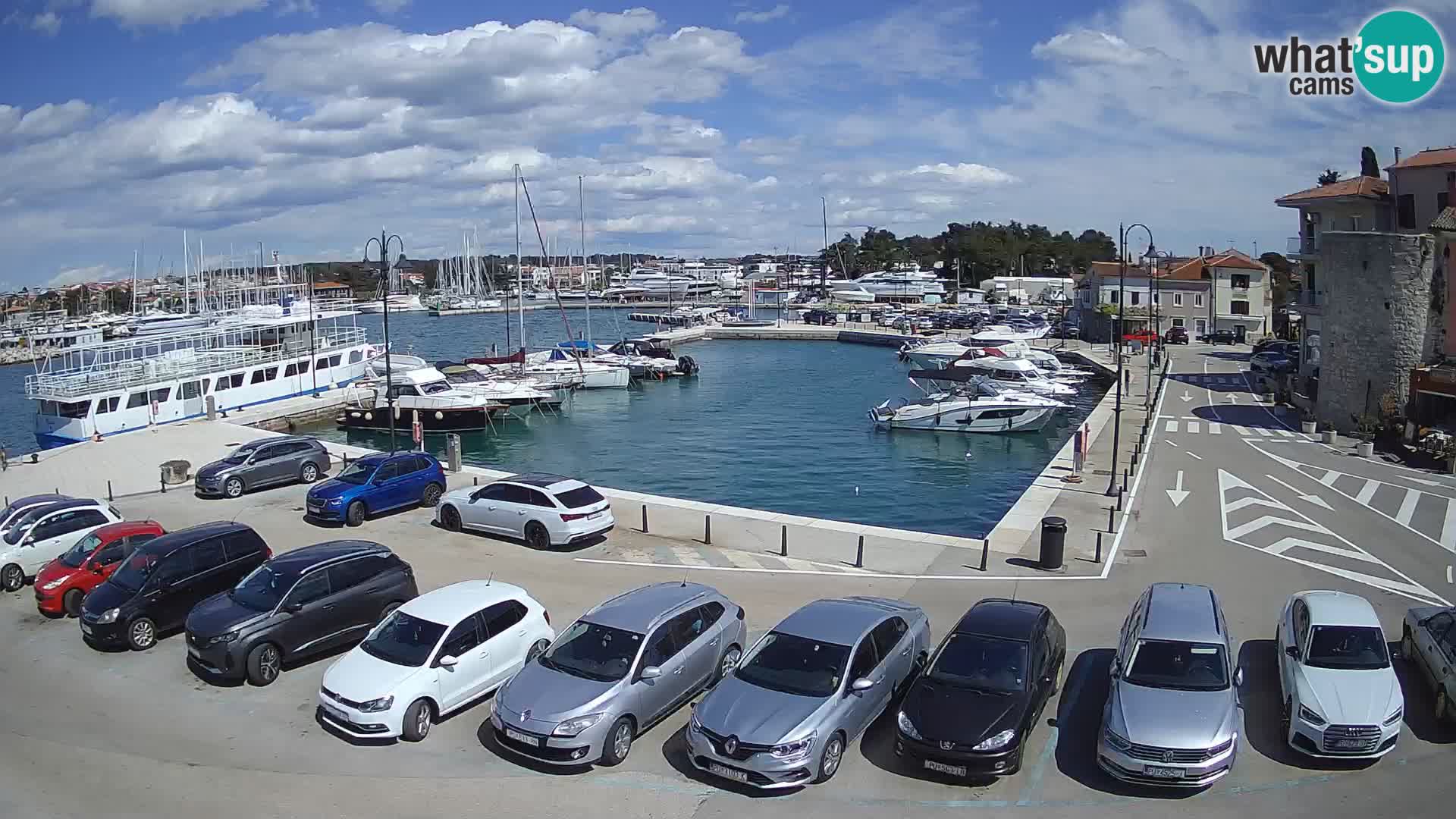 Novigrad | Porporela marina