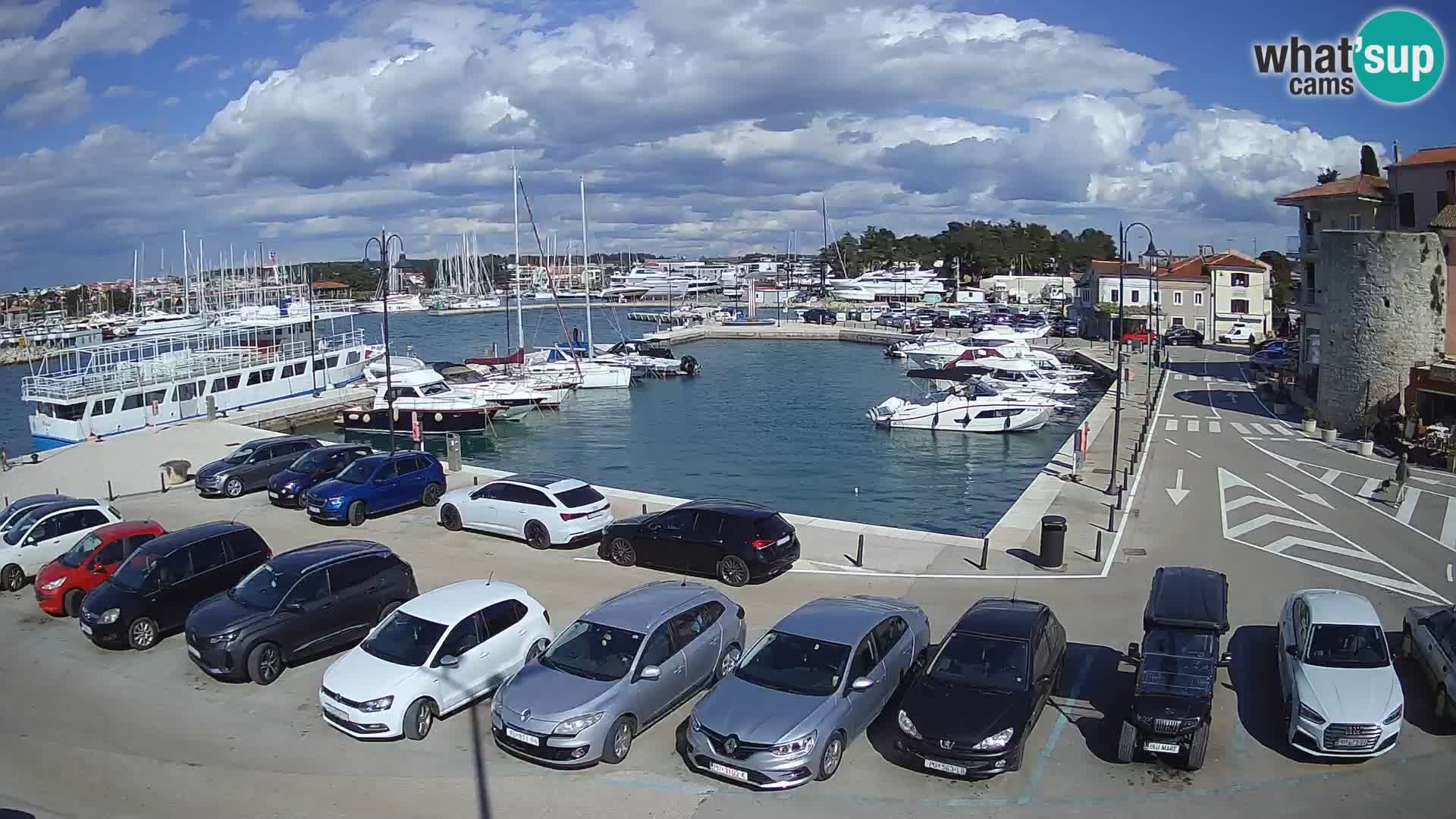 Novigrad | Porporela marina