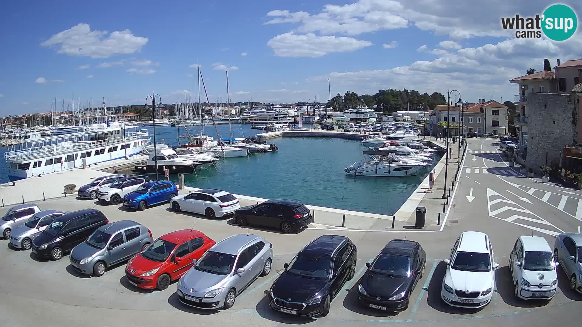 Novigrad | Porporela marina